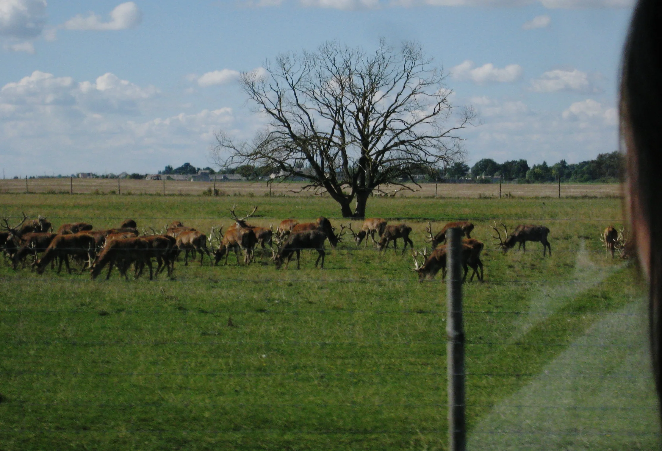  Lithuania--Countryside--Reindeer 