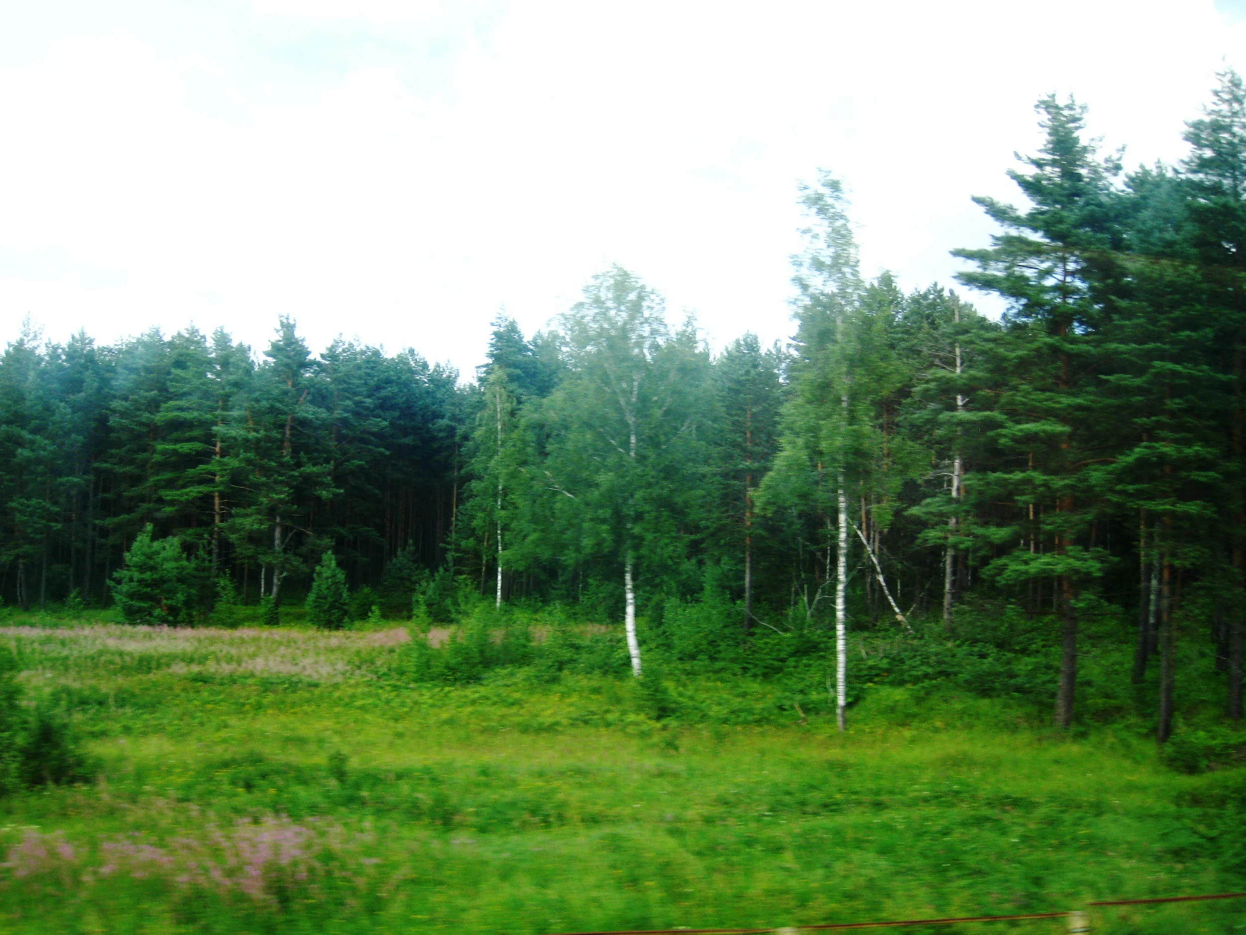  Russia--View from the train between St. Petersburg and Moscow--Countryside 