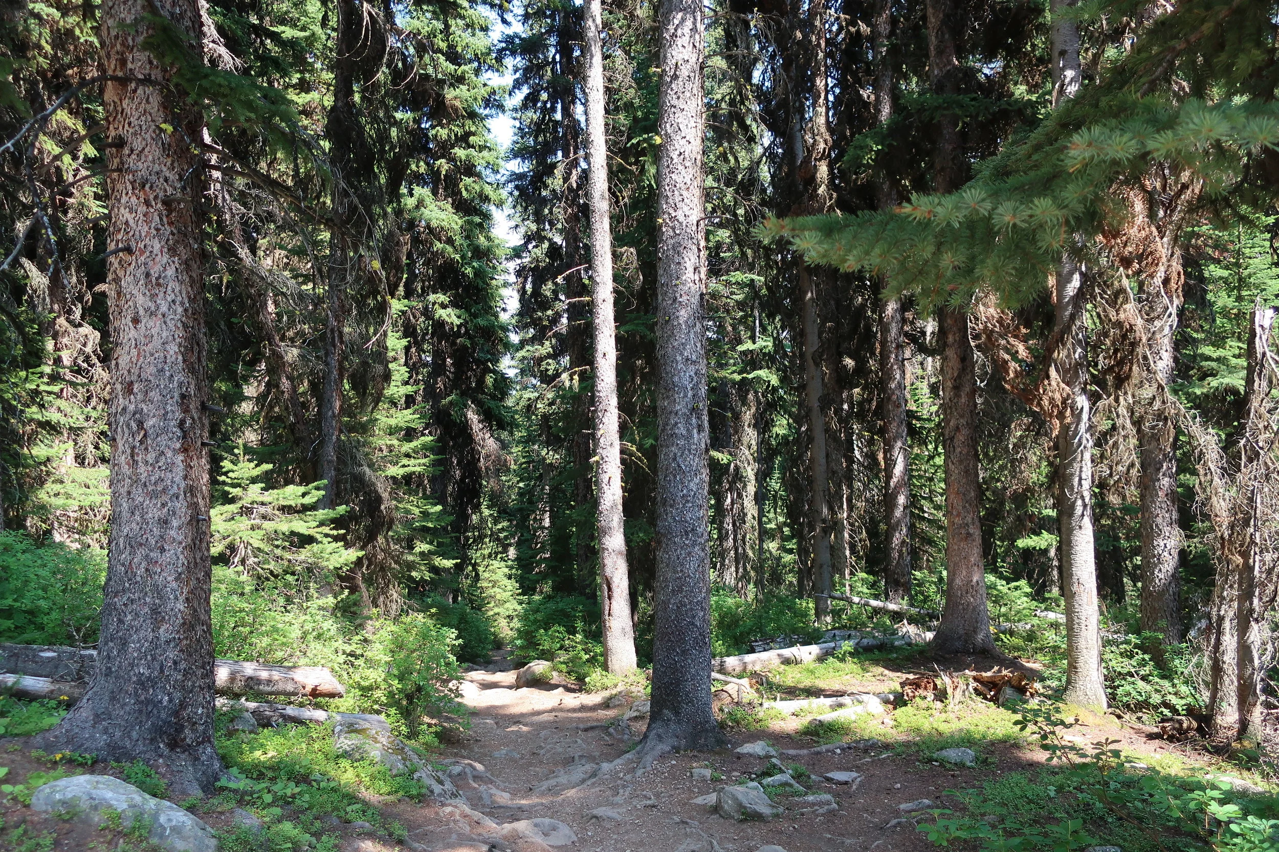  Lake Louise--Trail to Agnes Tea House 