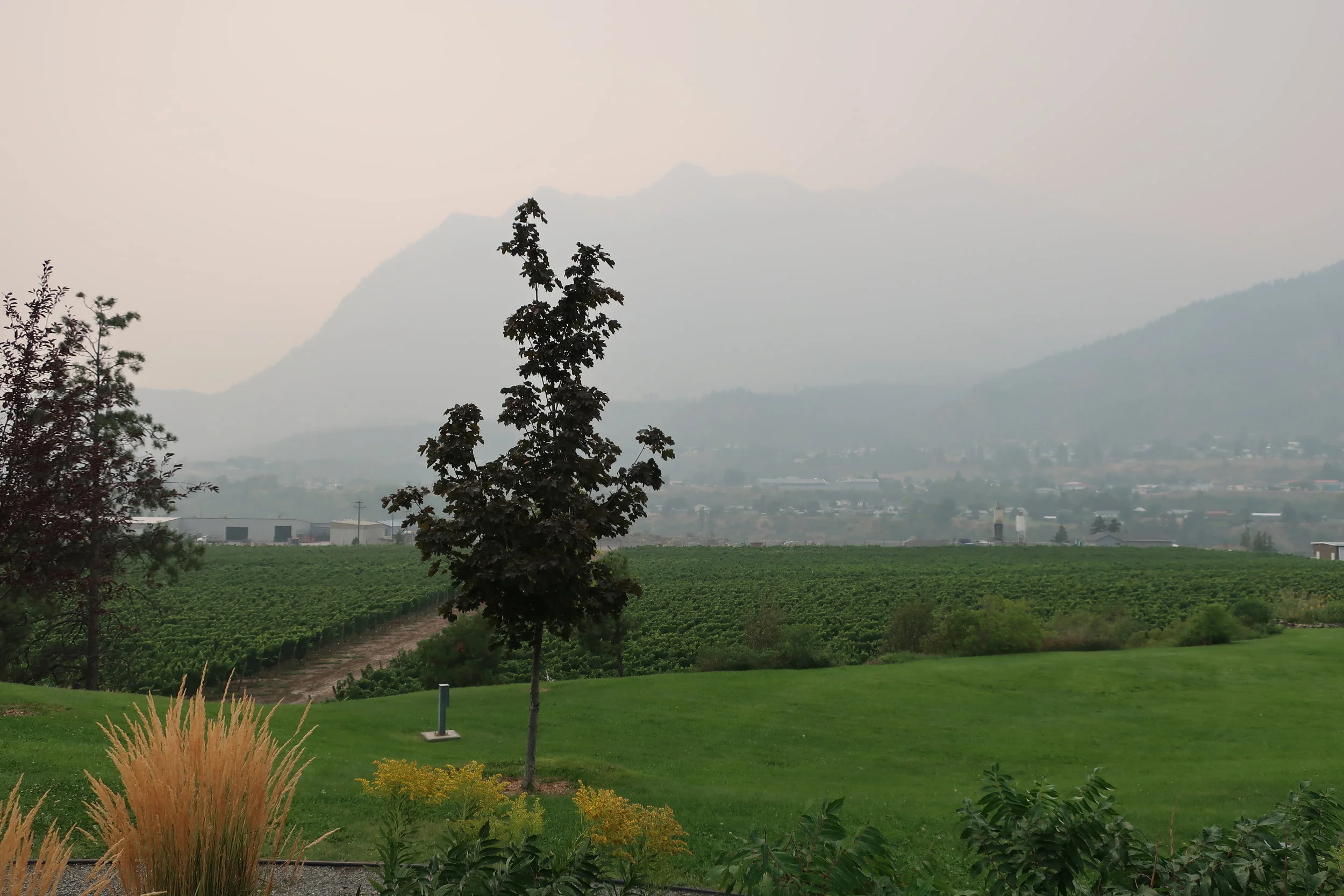  Llilooet--Fort Berens Vineyard--Owned by a Dutch couple--Restaurant outside under tent 