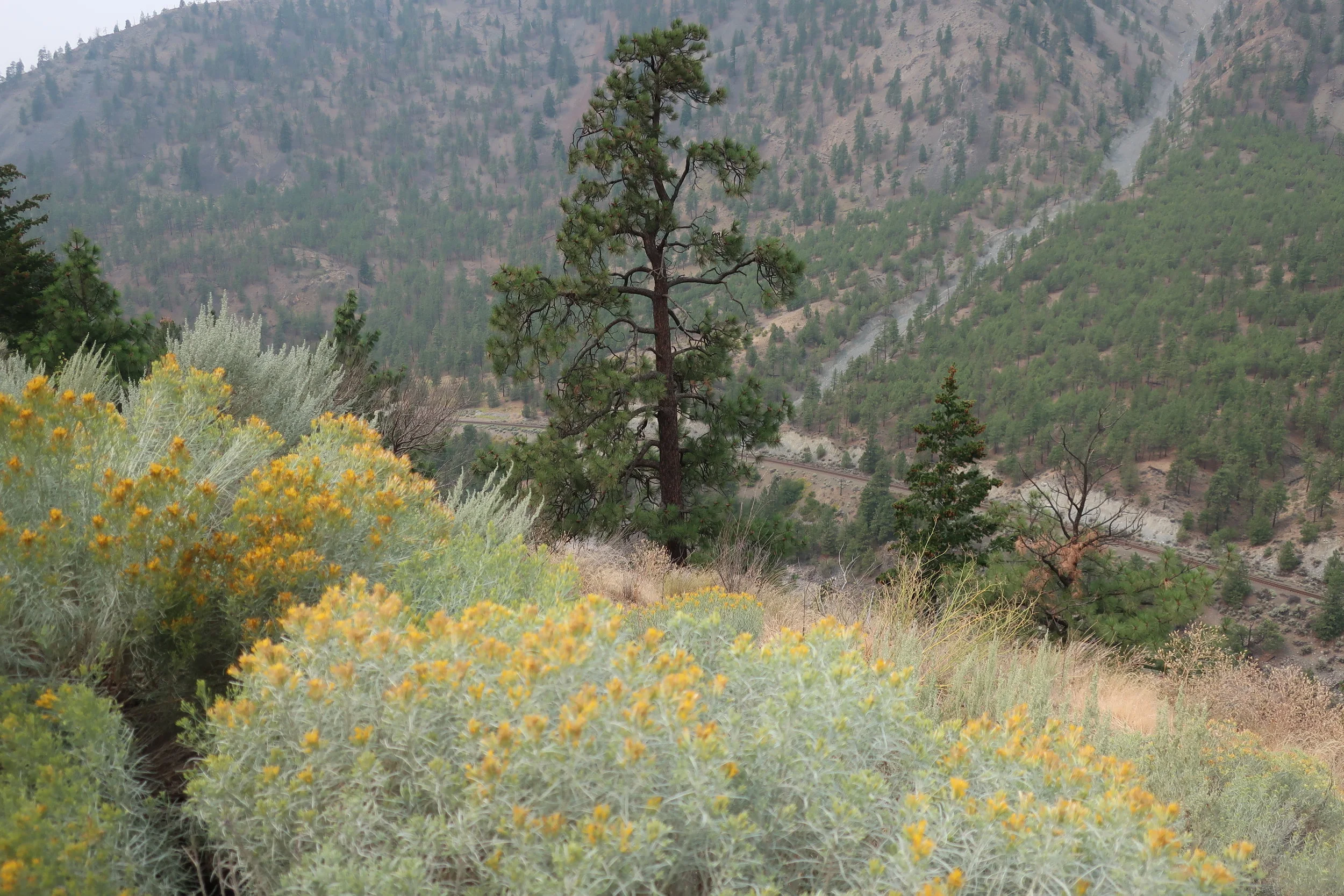  Llilooet--On the way to LLilooet--Near Lytton--The trains come through every 15 minutes on both sides of the river at about 50 MPH and all about 180 cars long. 