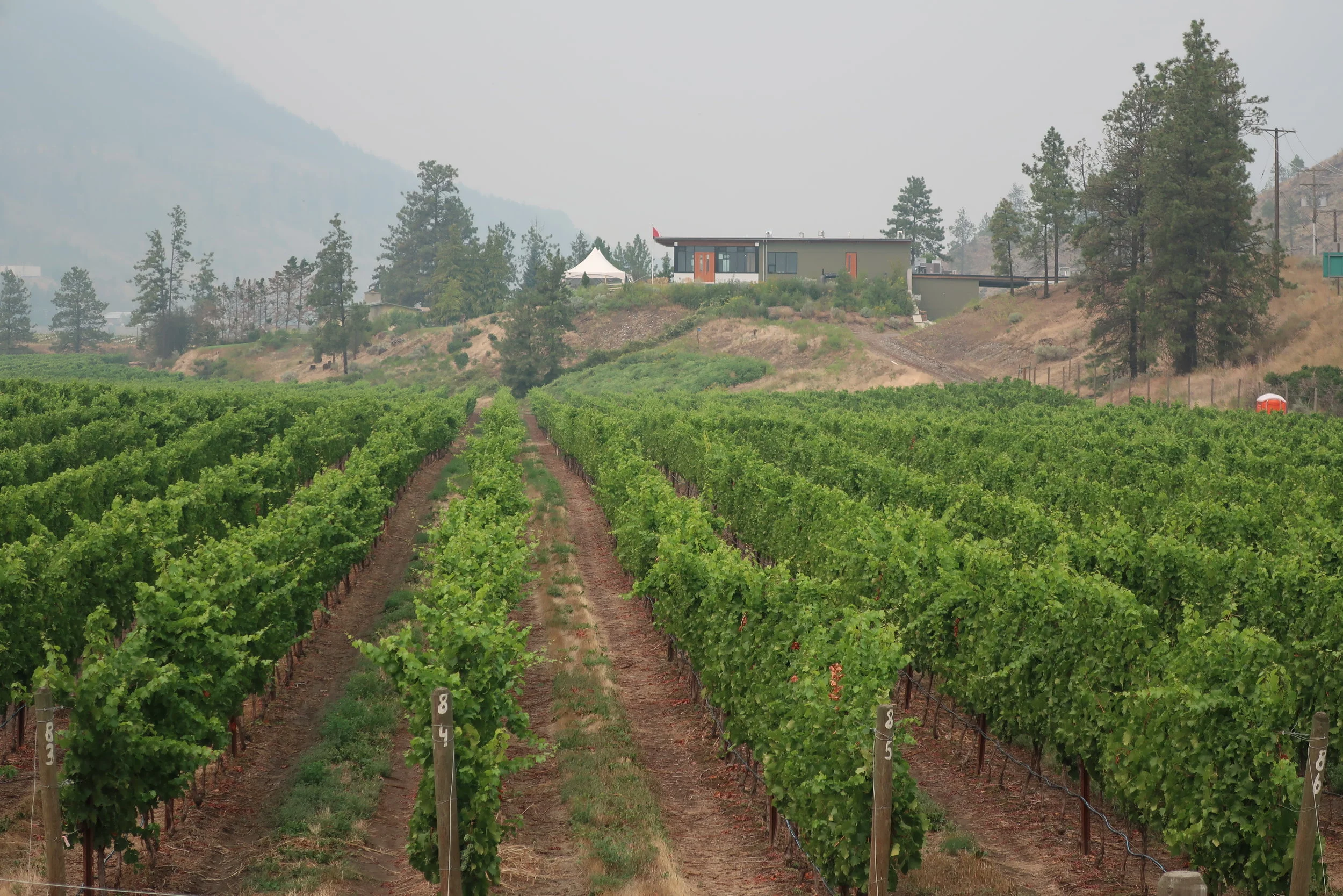  Llilooet--Fort Berens Vineyard--Owned by a Dutch couple. 