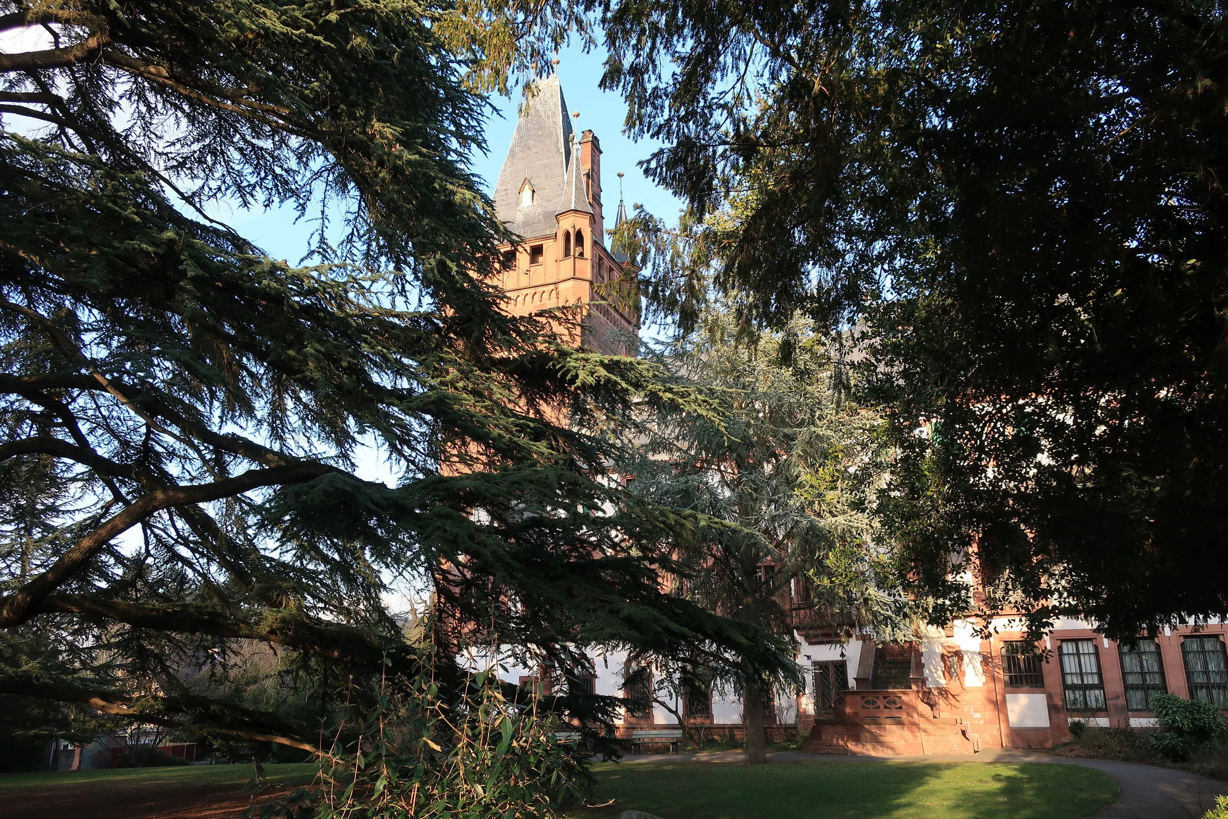  Weinheim--Winter 2019--Rathaus through huge Cedar of Lebanon 