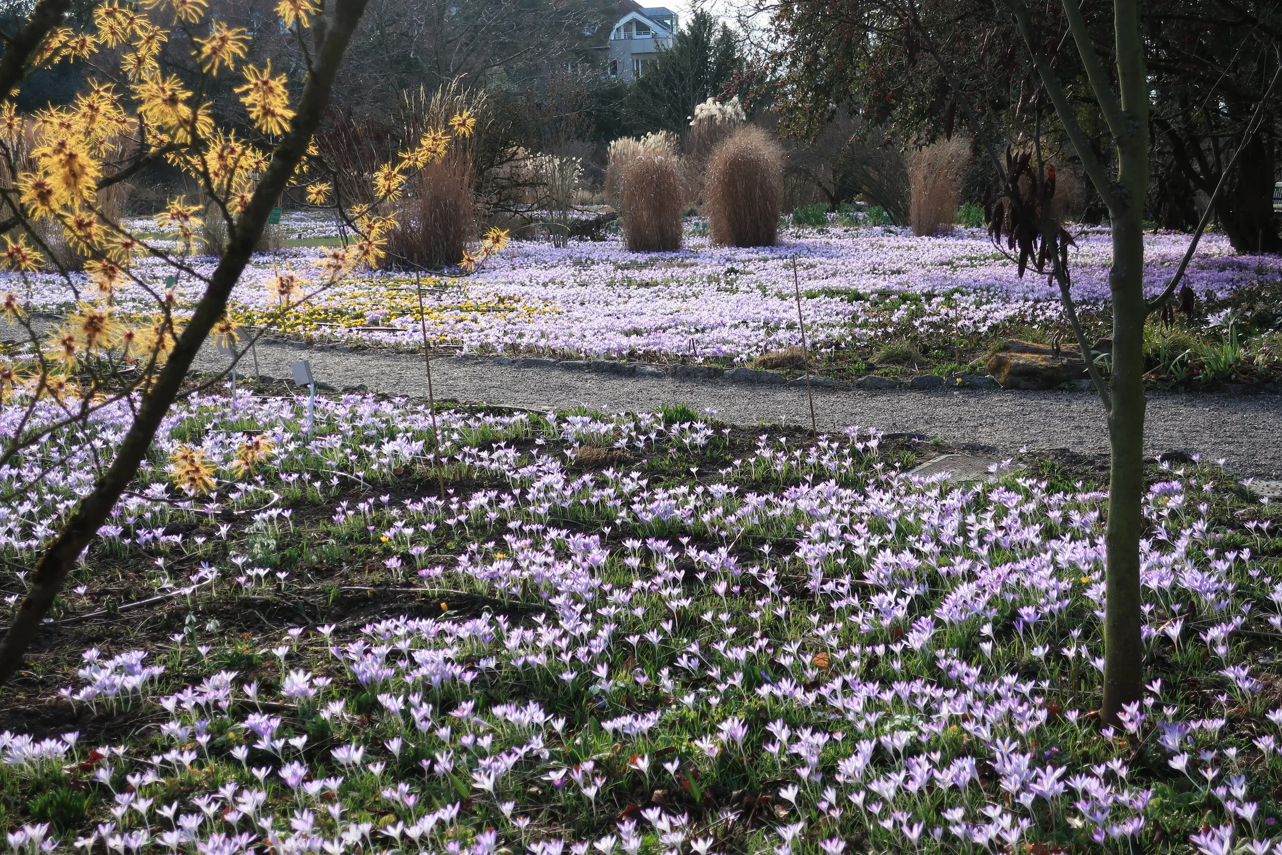  Weinheim--Winter 2019--Hermanshof Garden with early spring flowers 