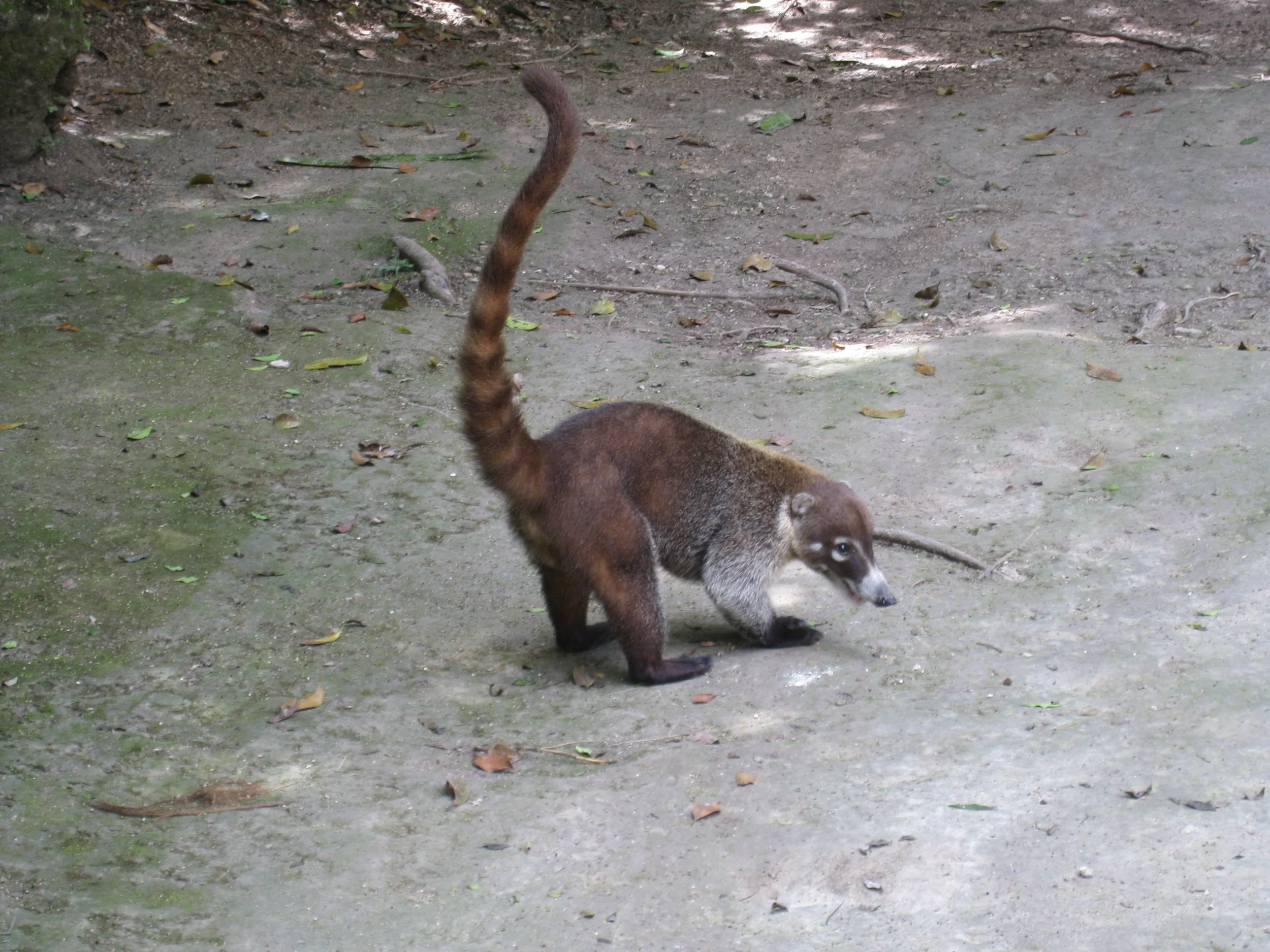  Tikal--A Coatimundi 