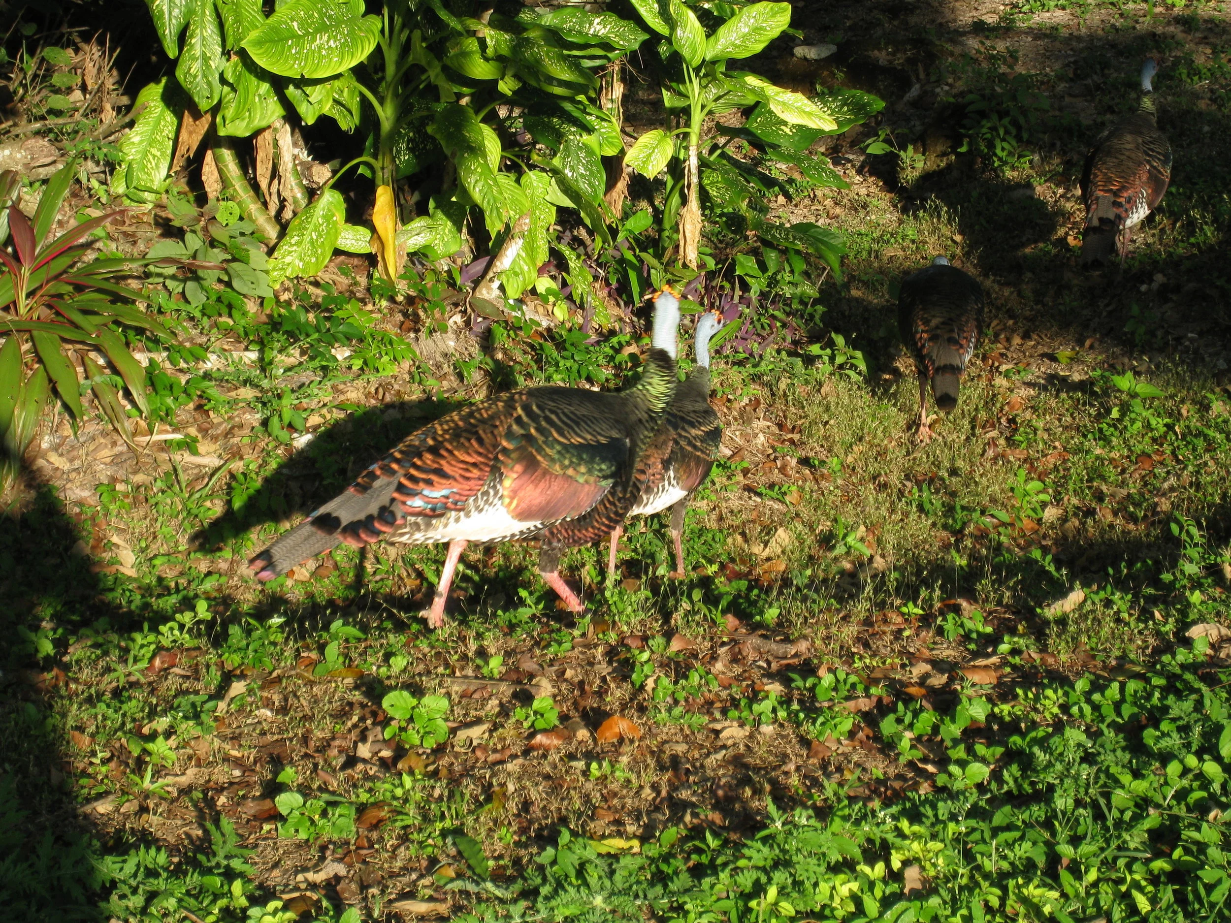  Tikal--Oscillated Turkey (wild) 