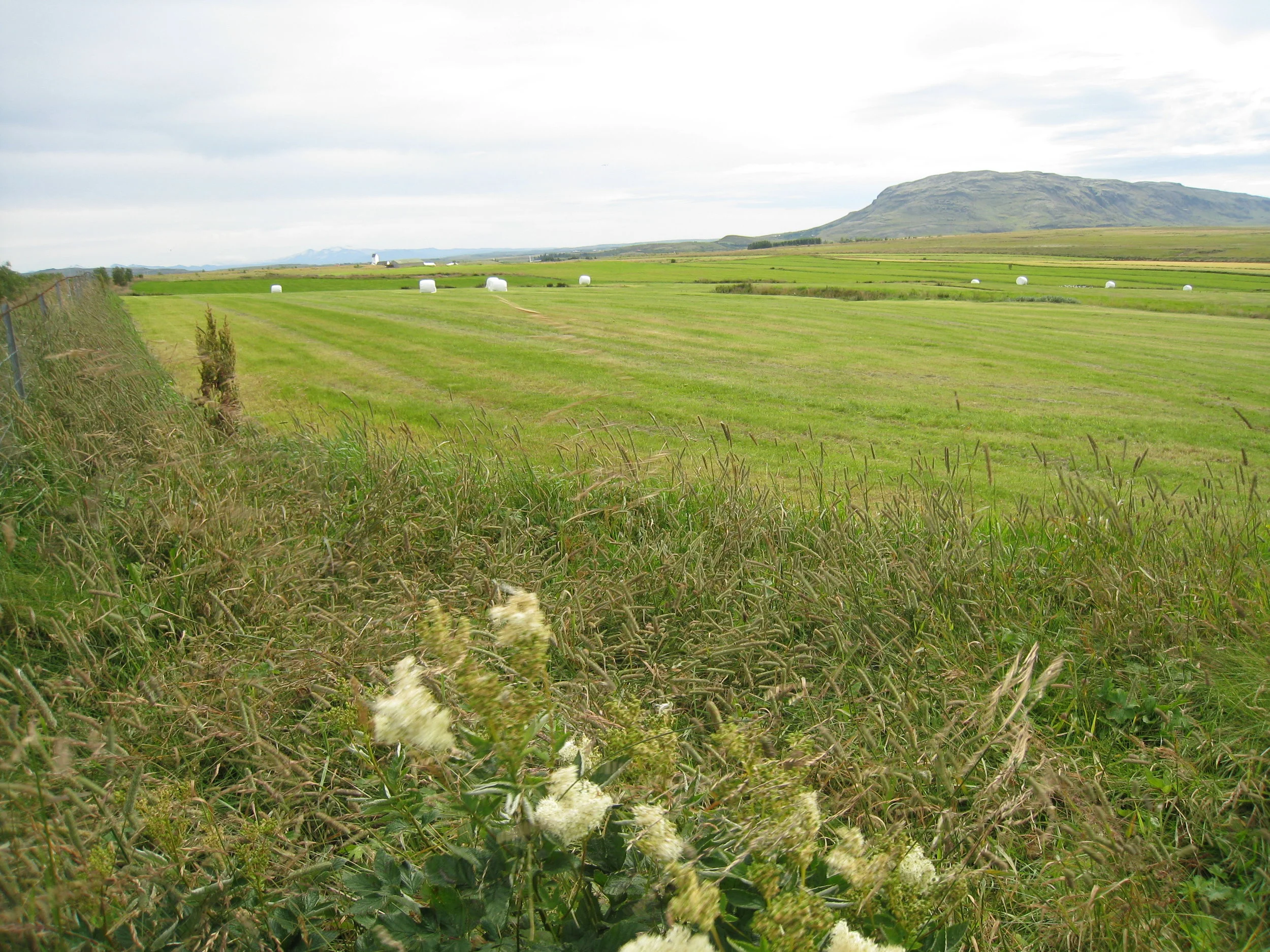  Near Skalholt Church--Typical Farming 