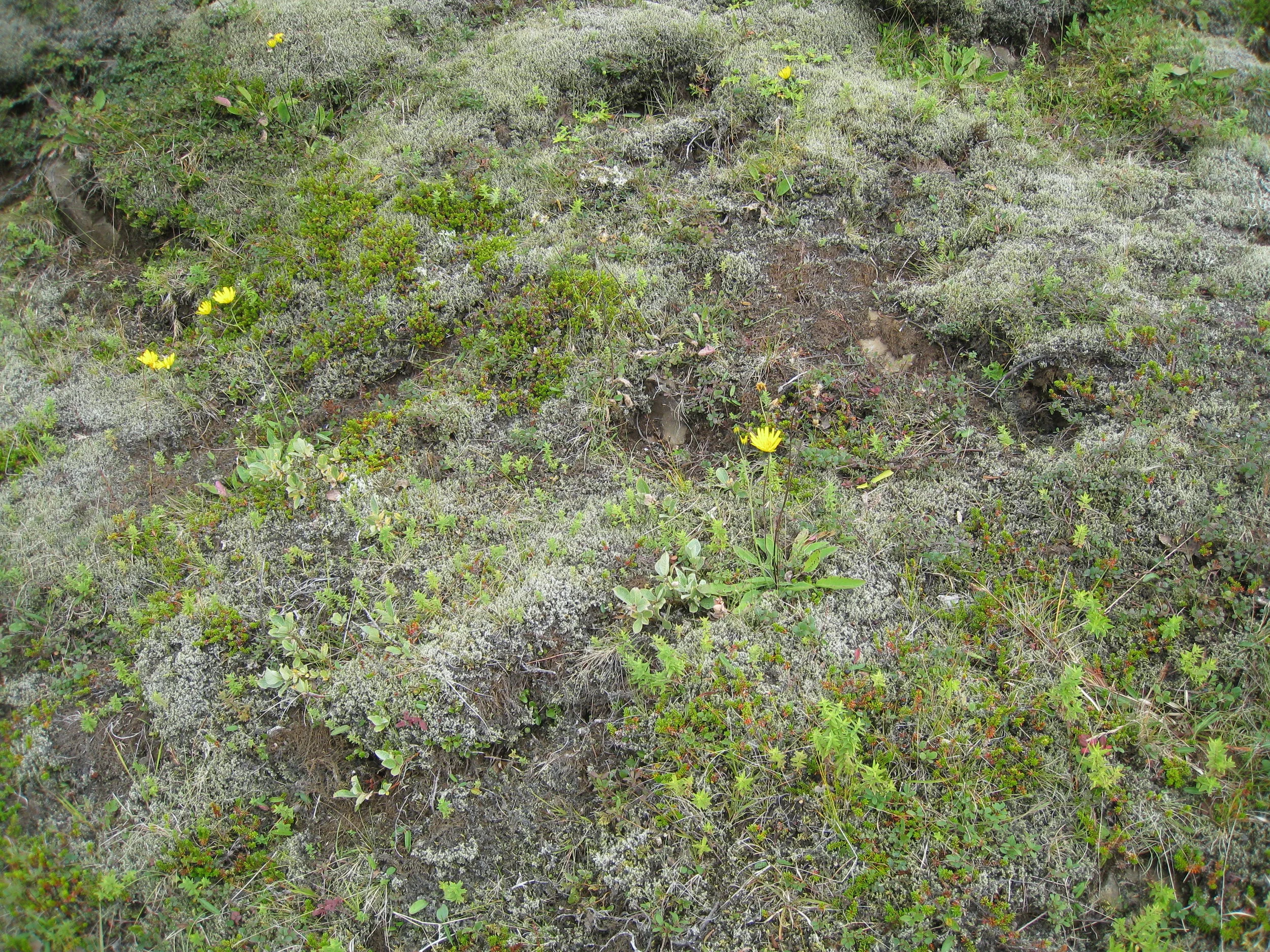  Typical riverside growth near Skaholt Church 
