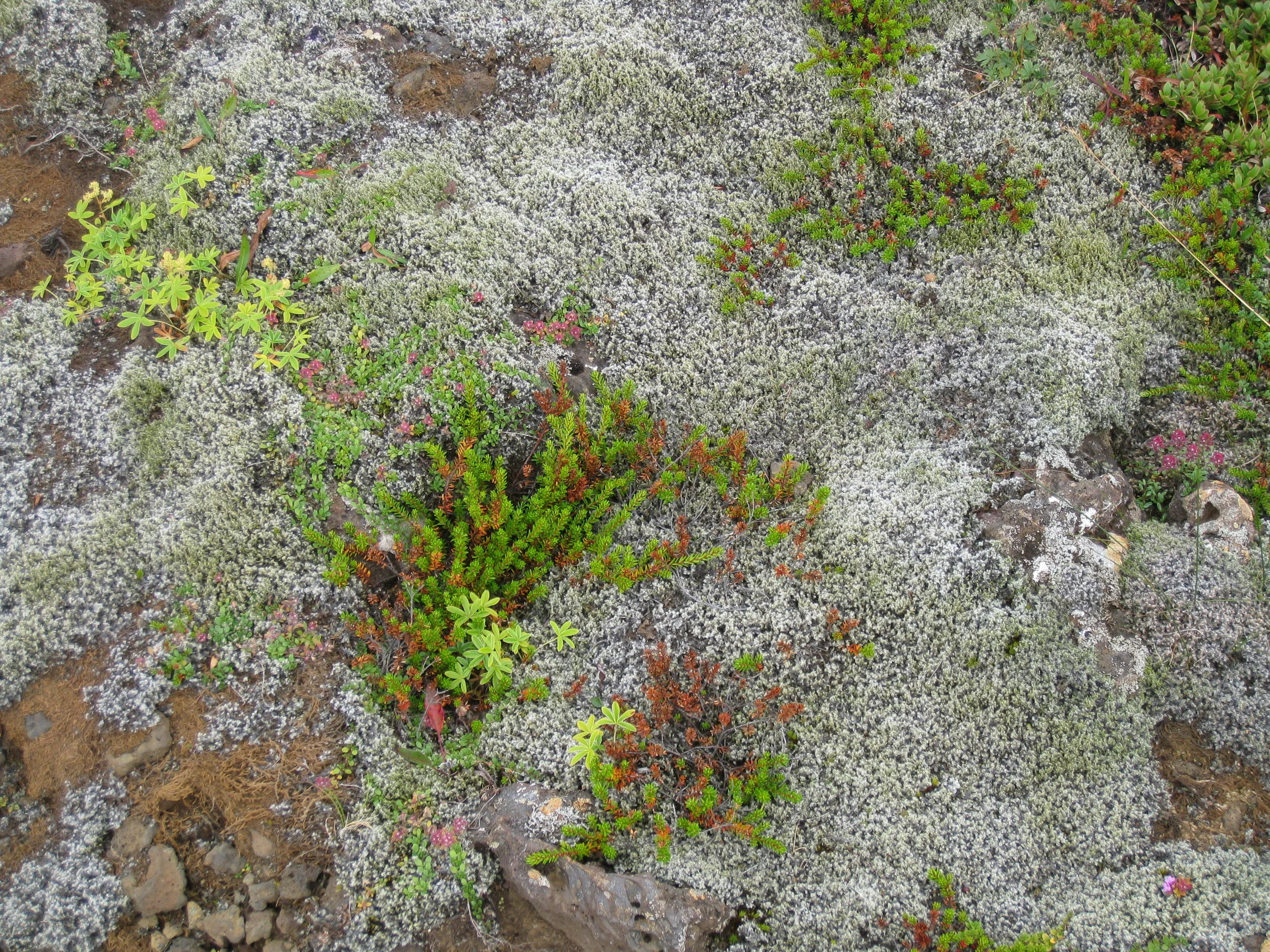  Kerio Volcanic Crater--Typical ground cover 