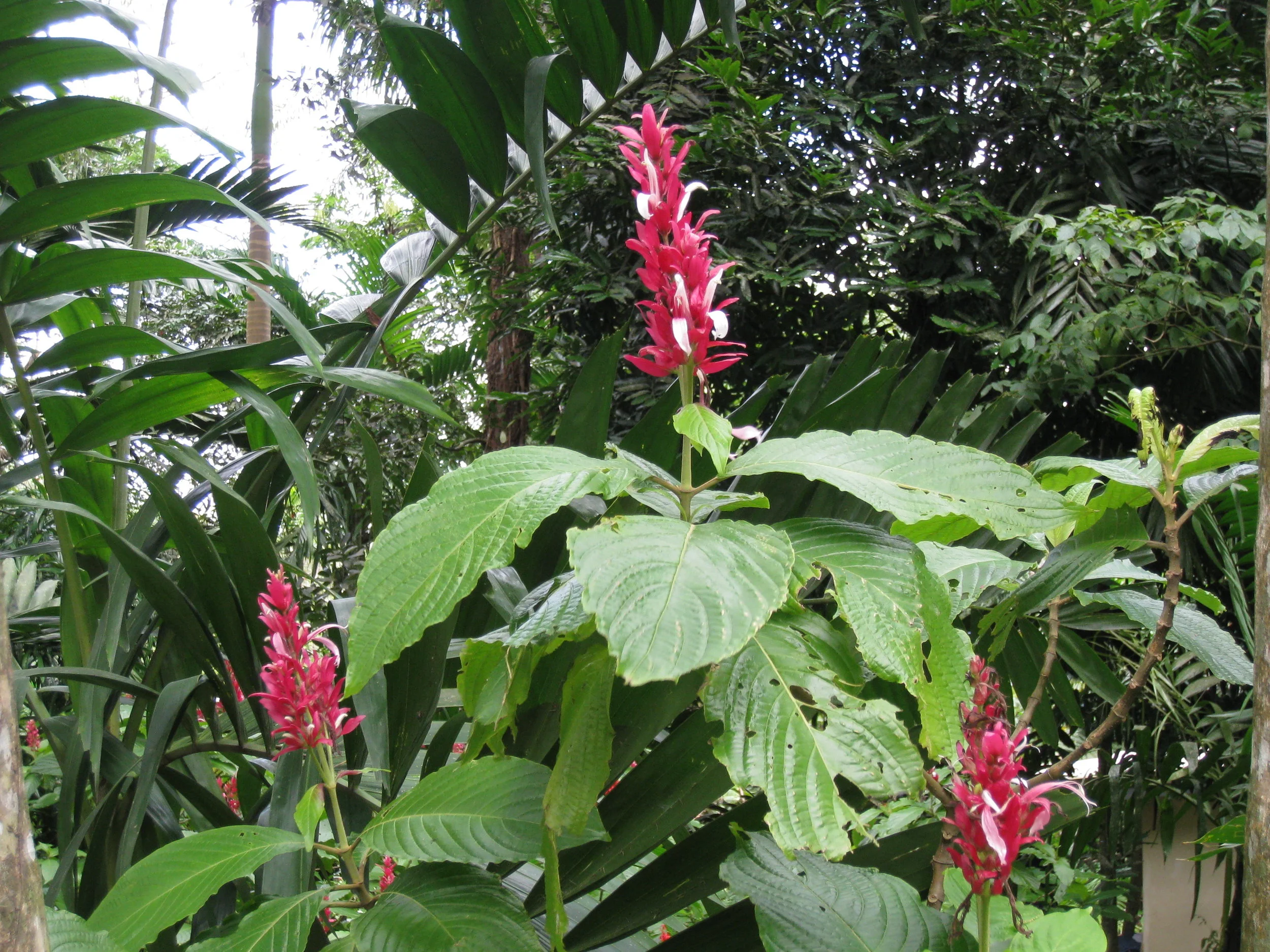  Botanical Gardens flower specimen 