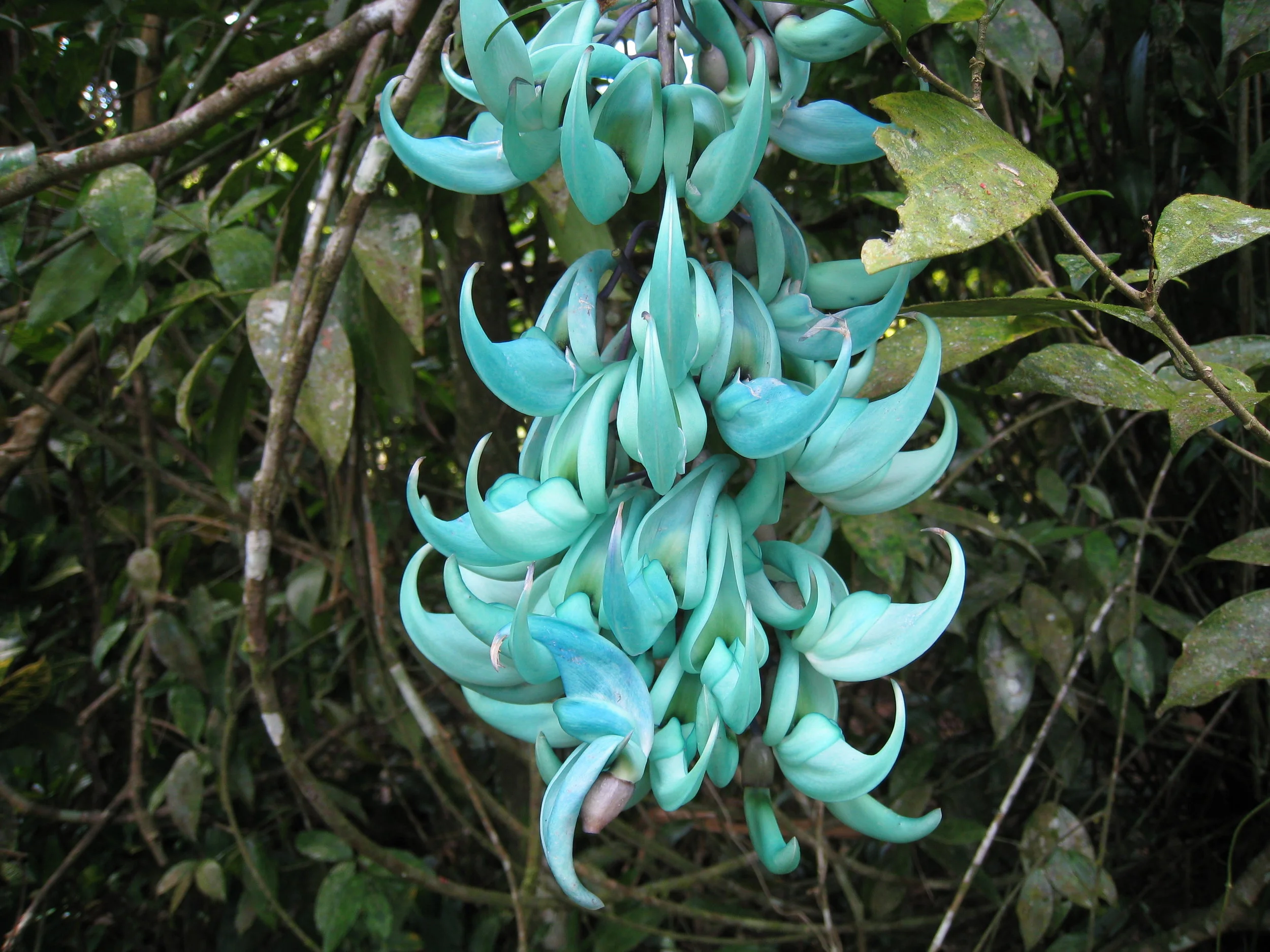  Botanical Gardens flower specimen 