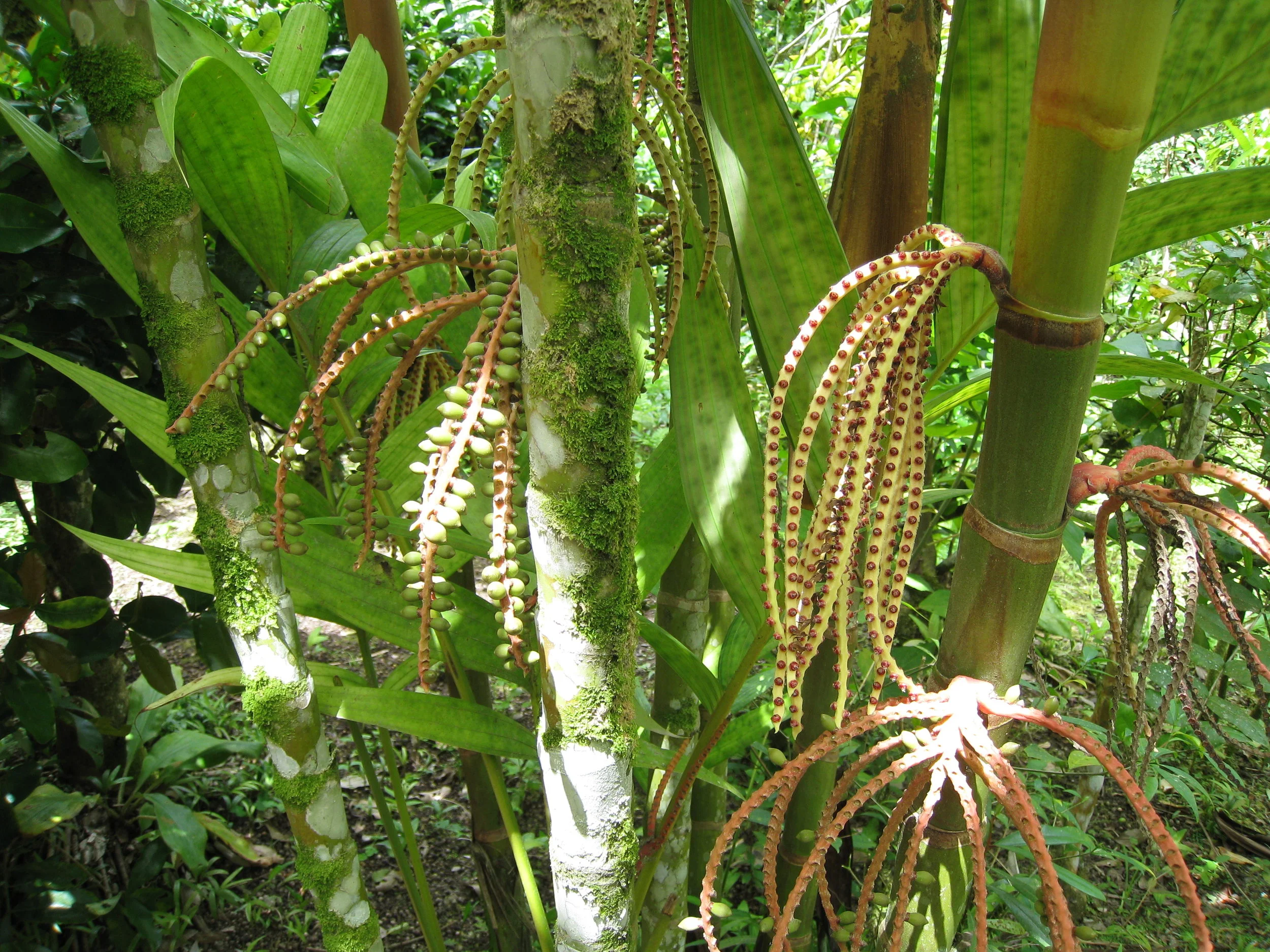  Botanical Gardens flower specimen 