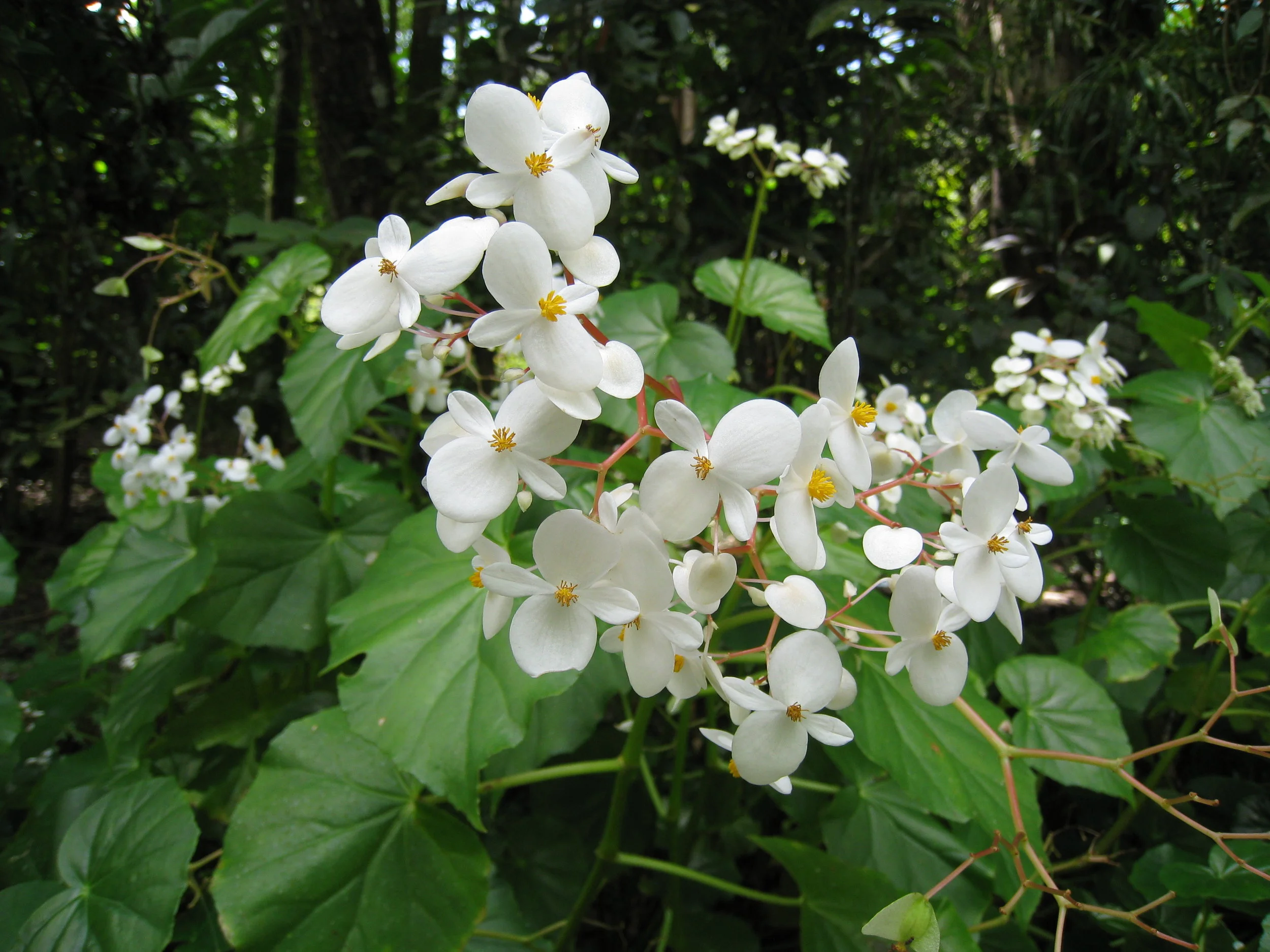  Botanical Gardens flower specimen 