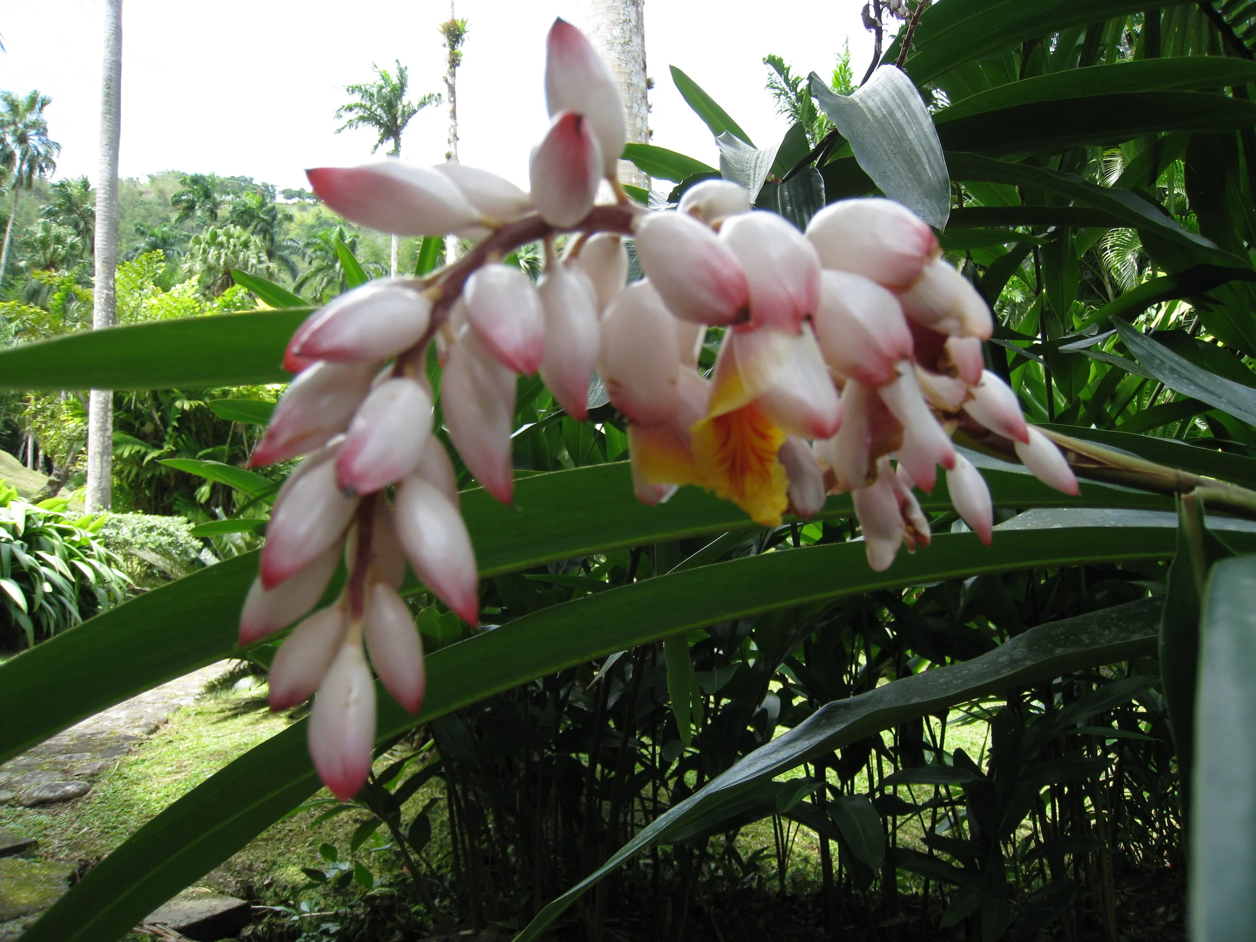  Botanical Gardens flower specimen 