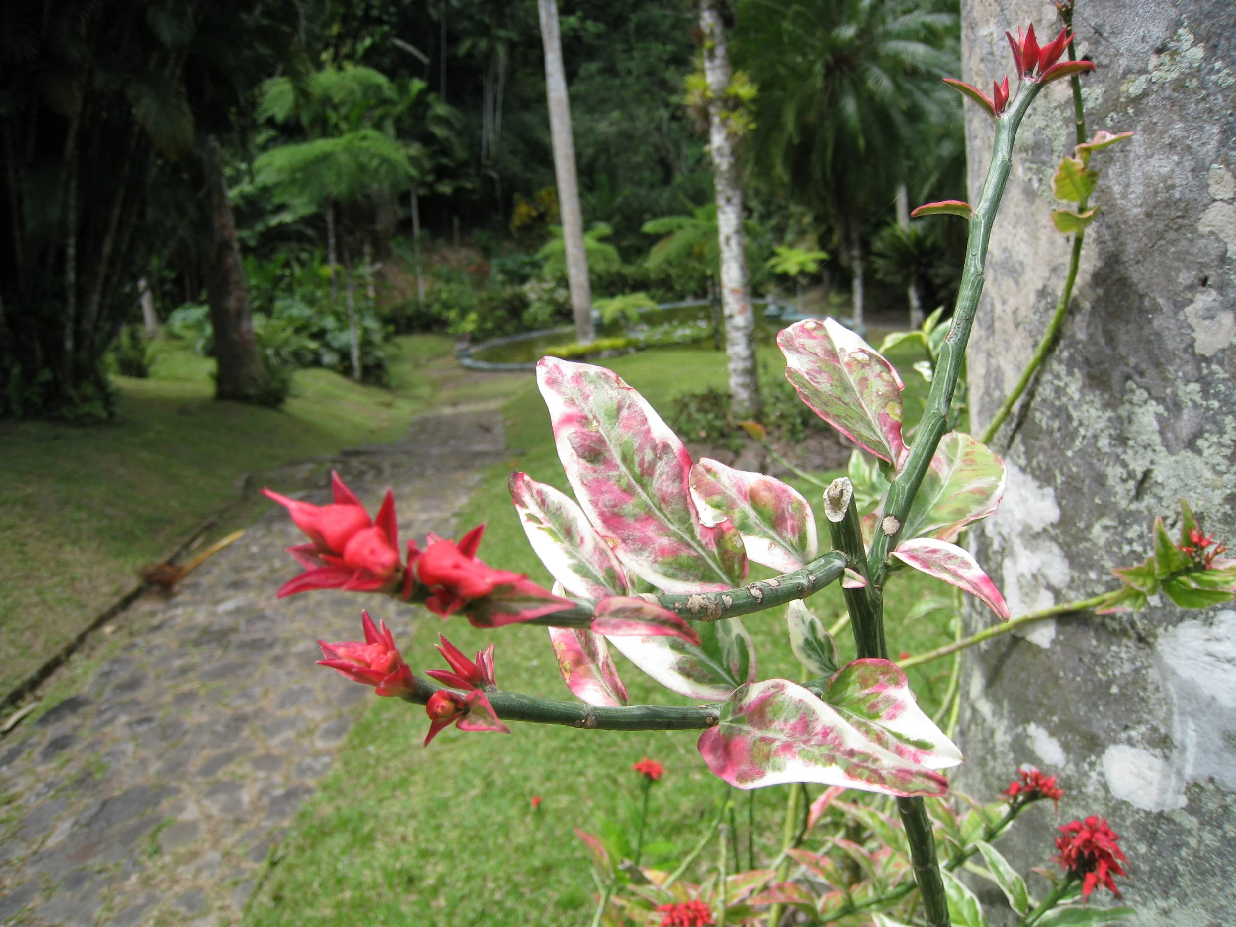 Botanical Gardens flower specimen 
