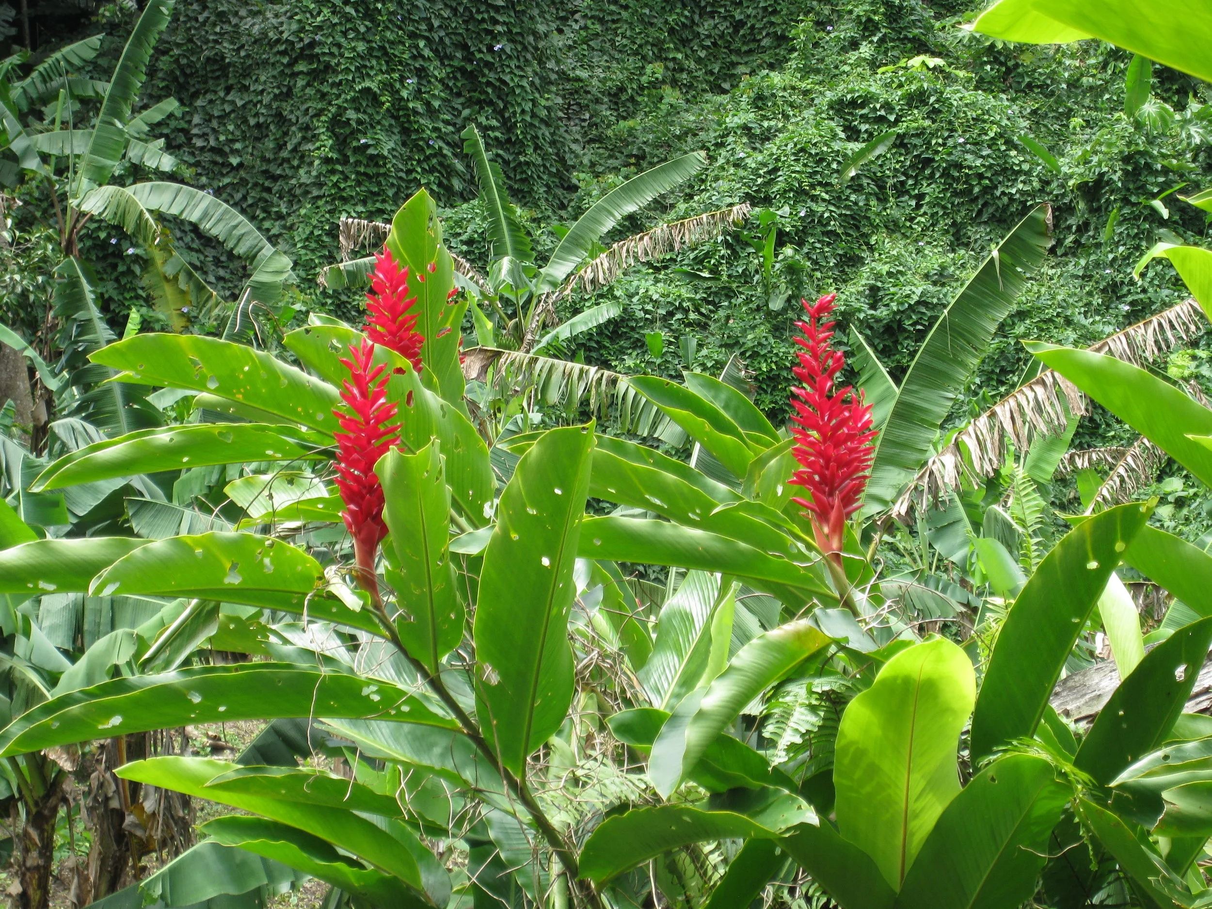  Botanical Gardens flower specimen 