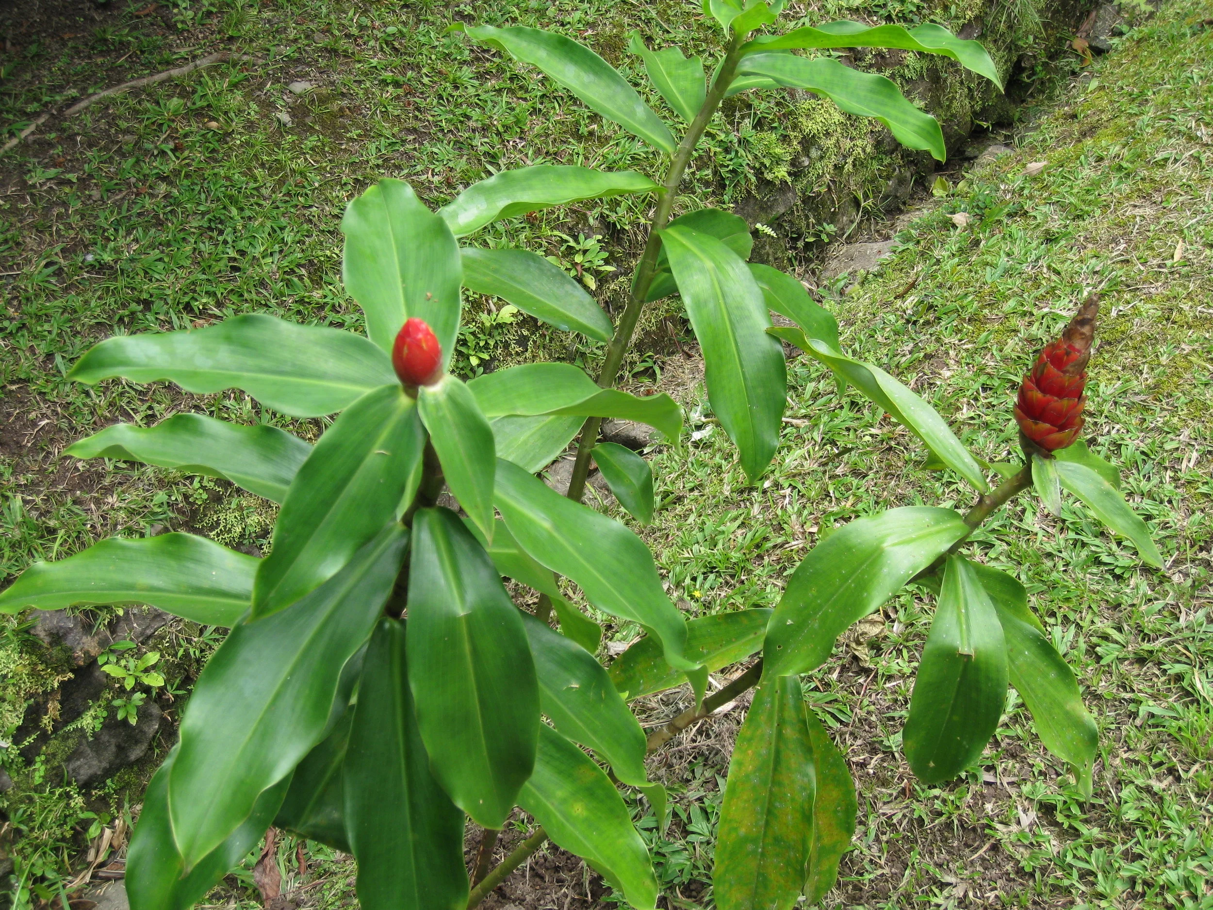  Botanical Gardens flower specimen 