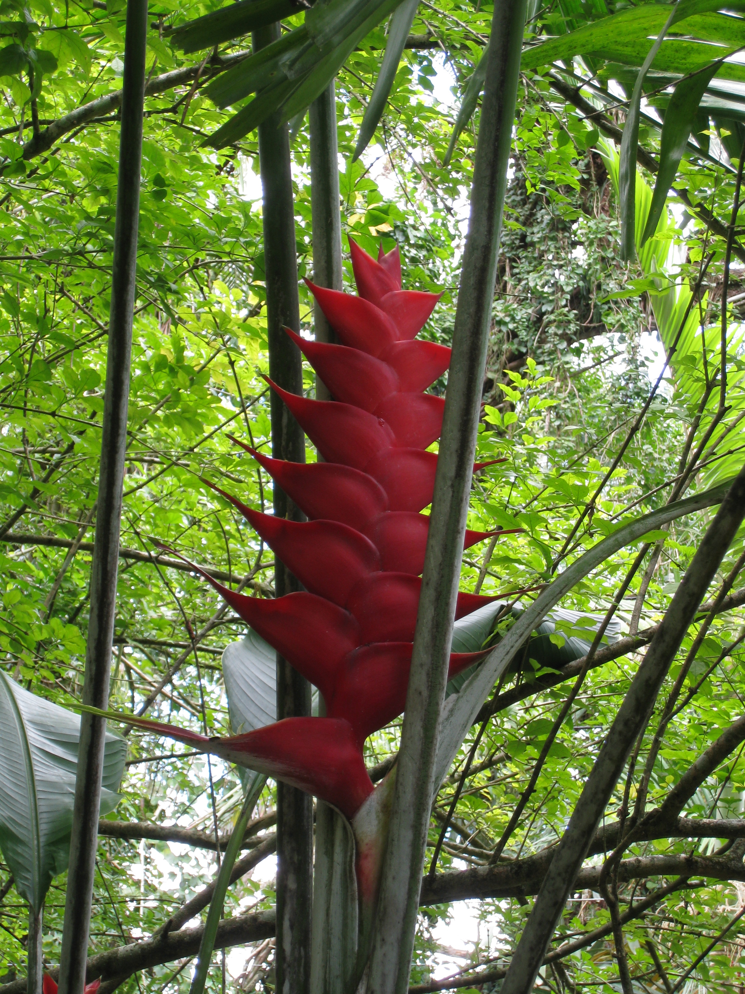  Botanical Gardens flower specimen 