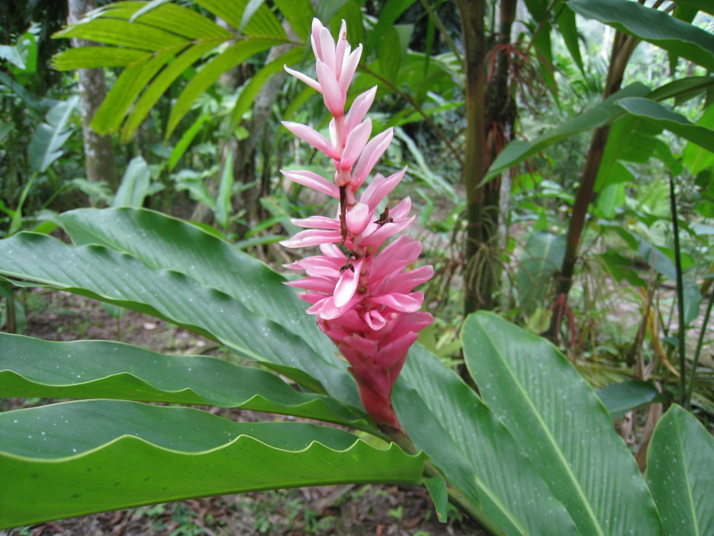  Botanical Gardens flower specimen 