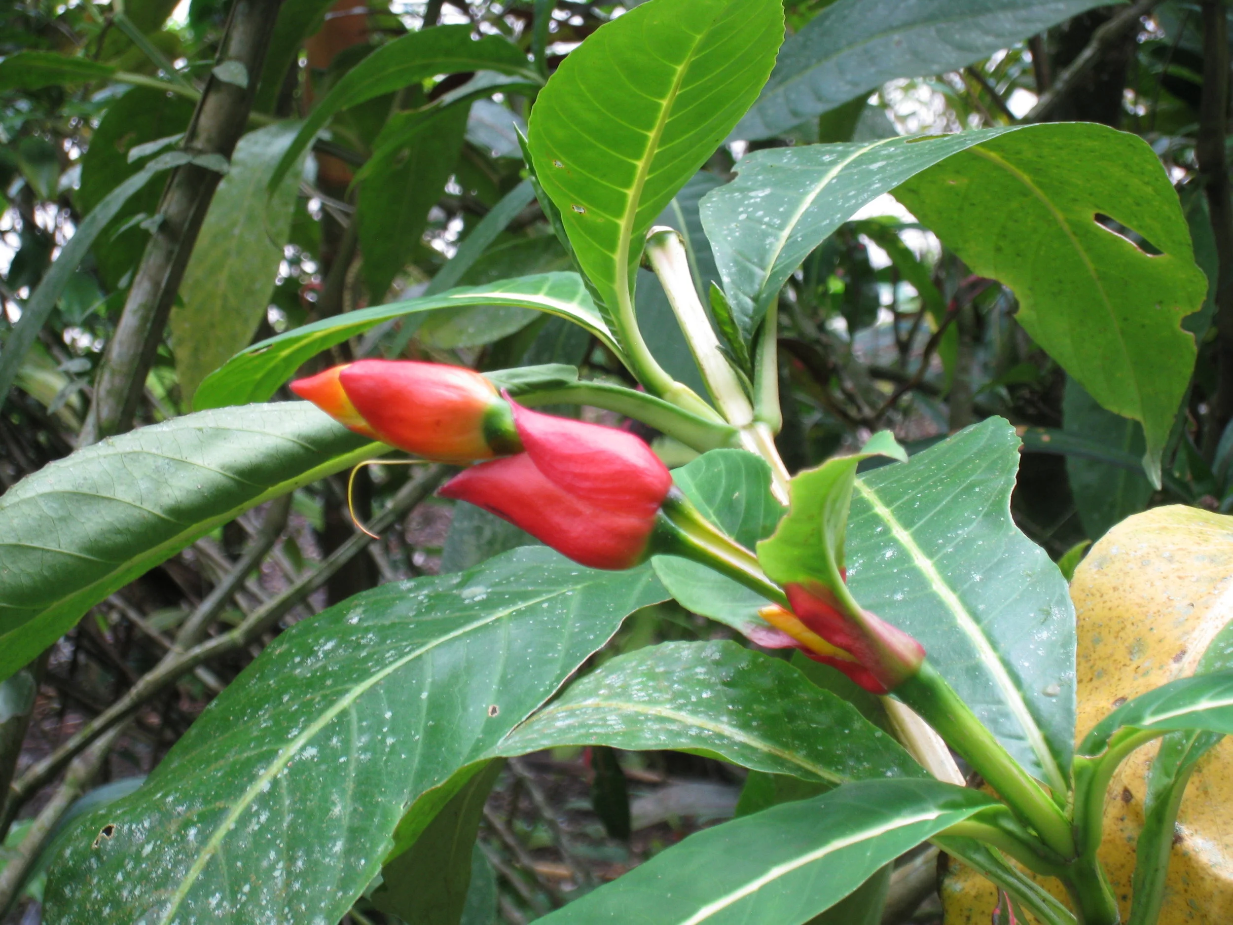  Botanical Gardens flower specimen 