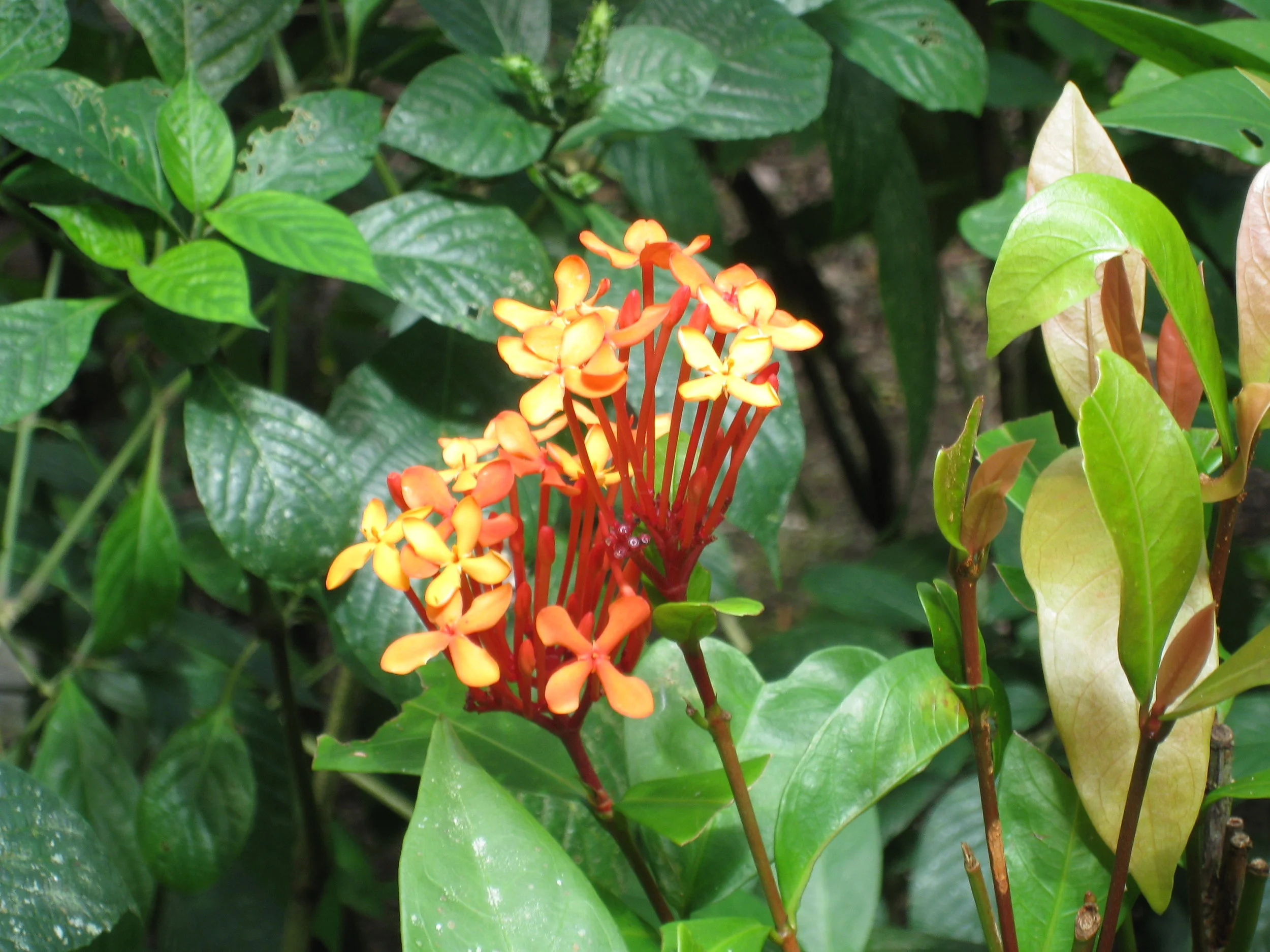  Botanical Gardens flower specimen 