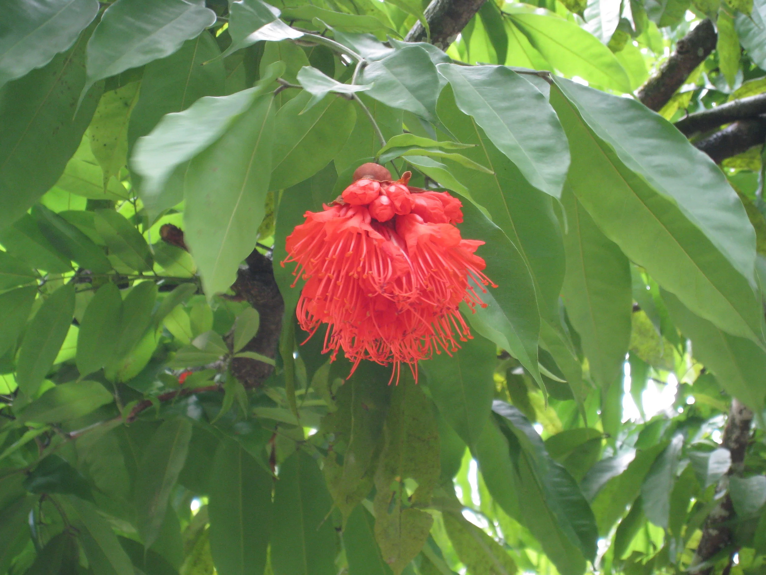  Botanical Gardens flower specimen 