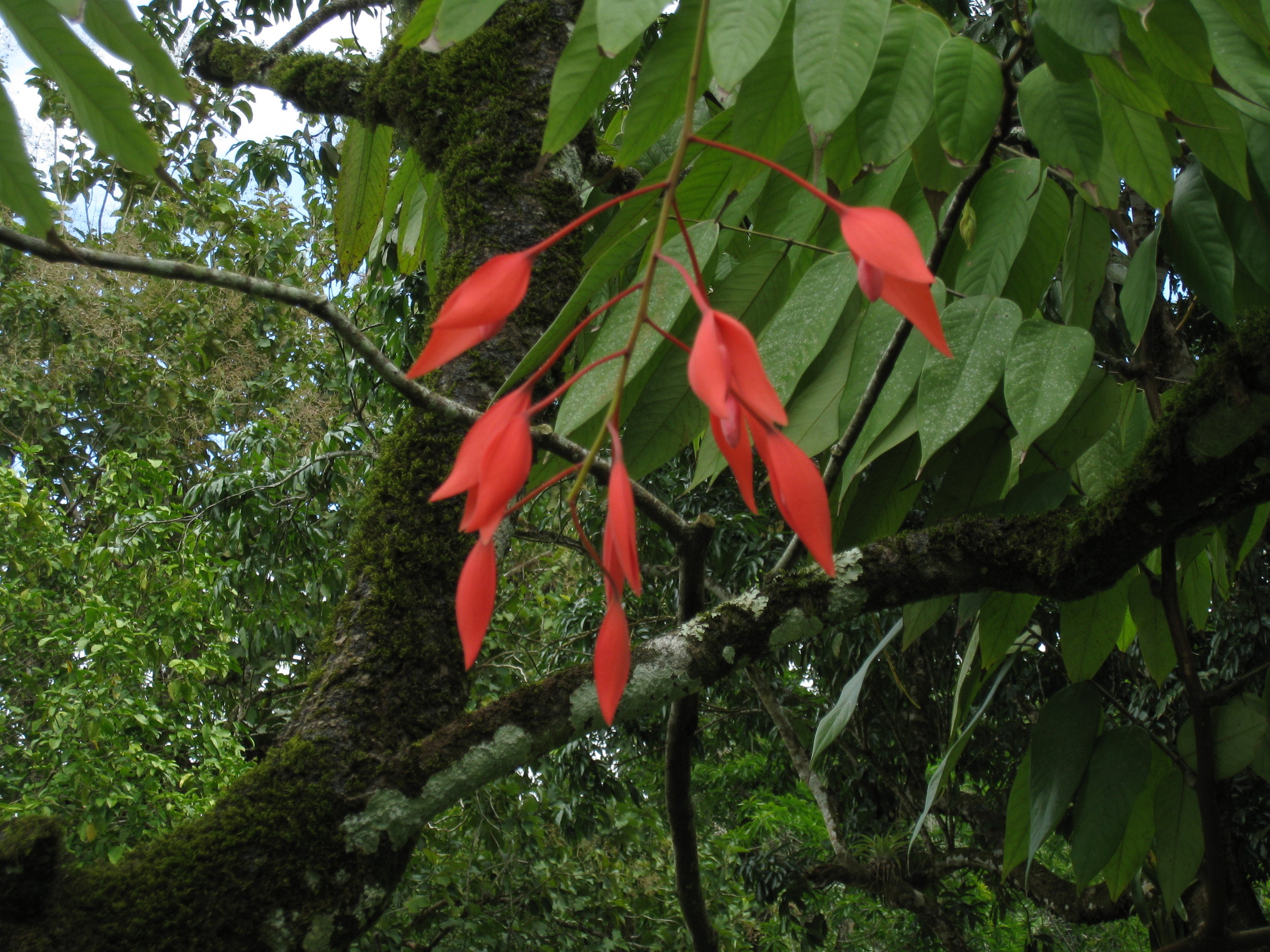  Botanical Gardens flower specimen 