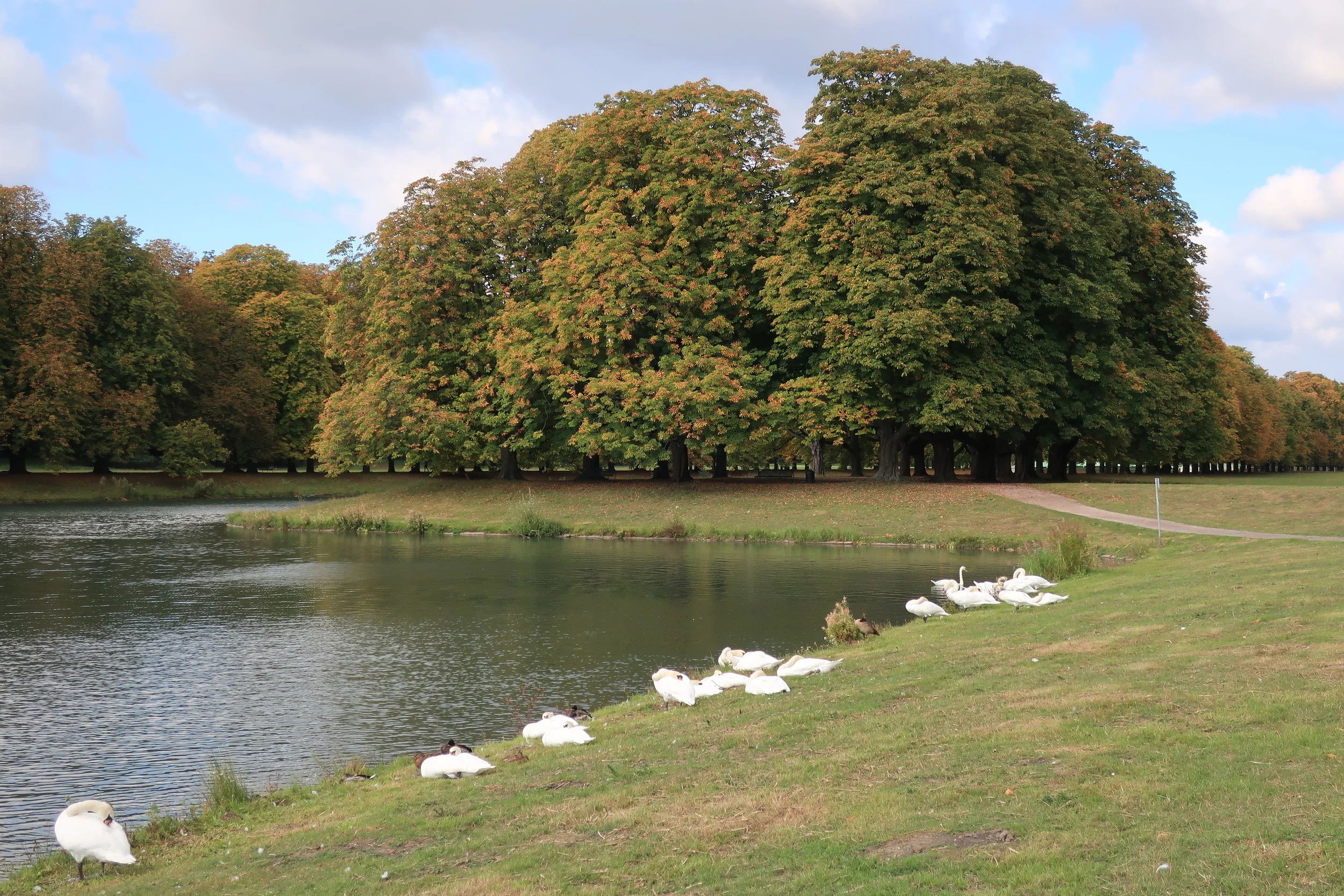  Cologne 2019--Swans and Chesnut trees in the Green Belt near Sulz 