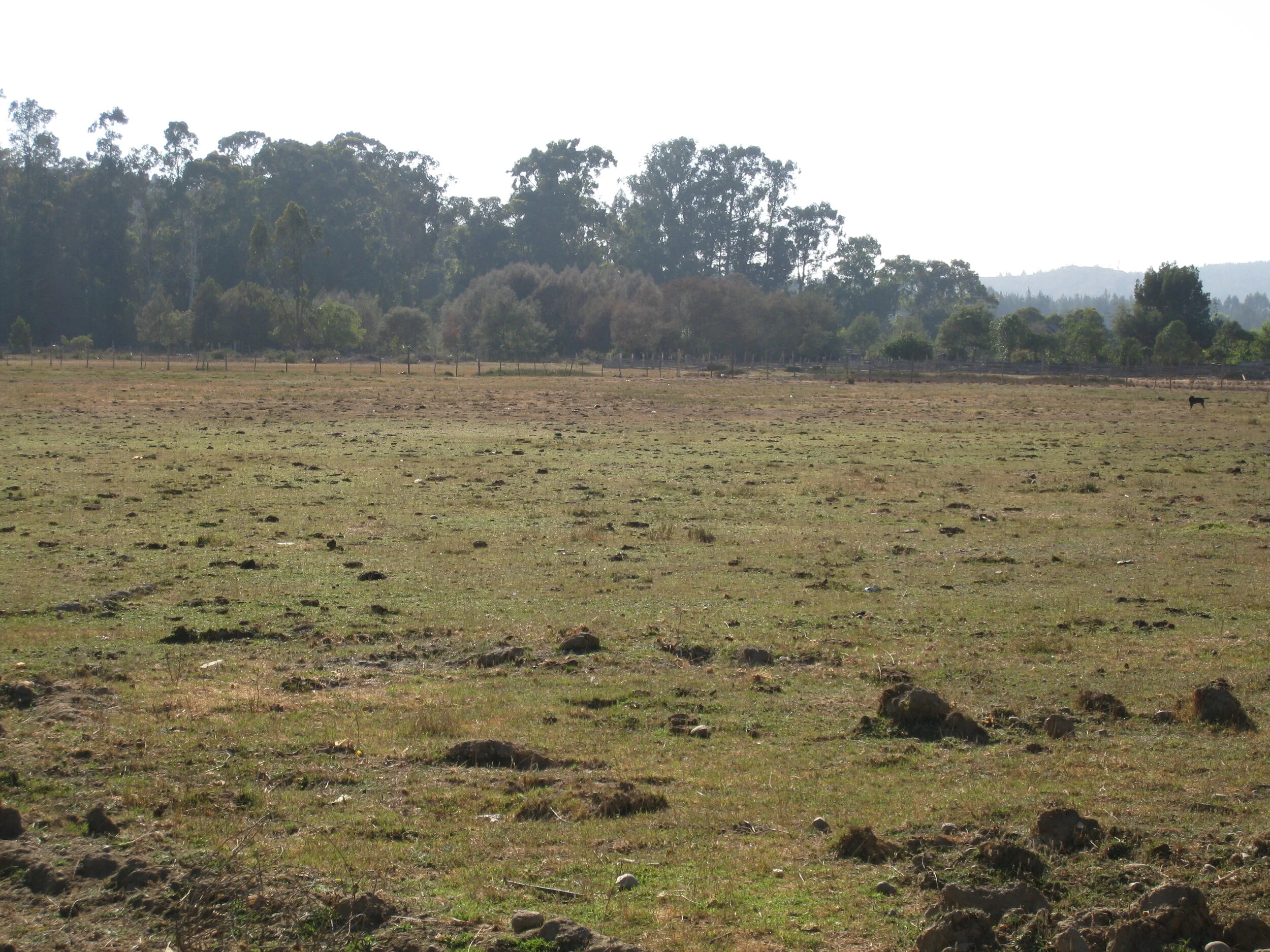  Llico, looking towards the old forest nursery 