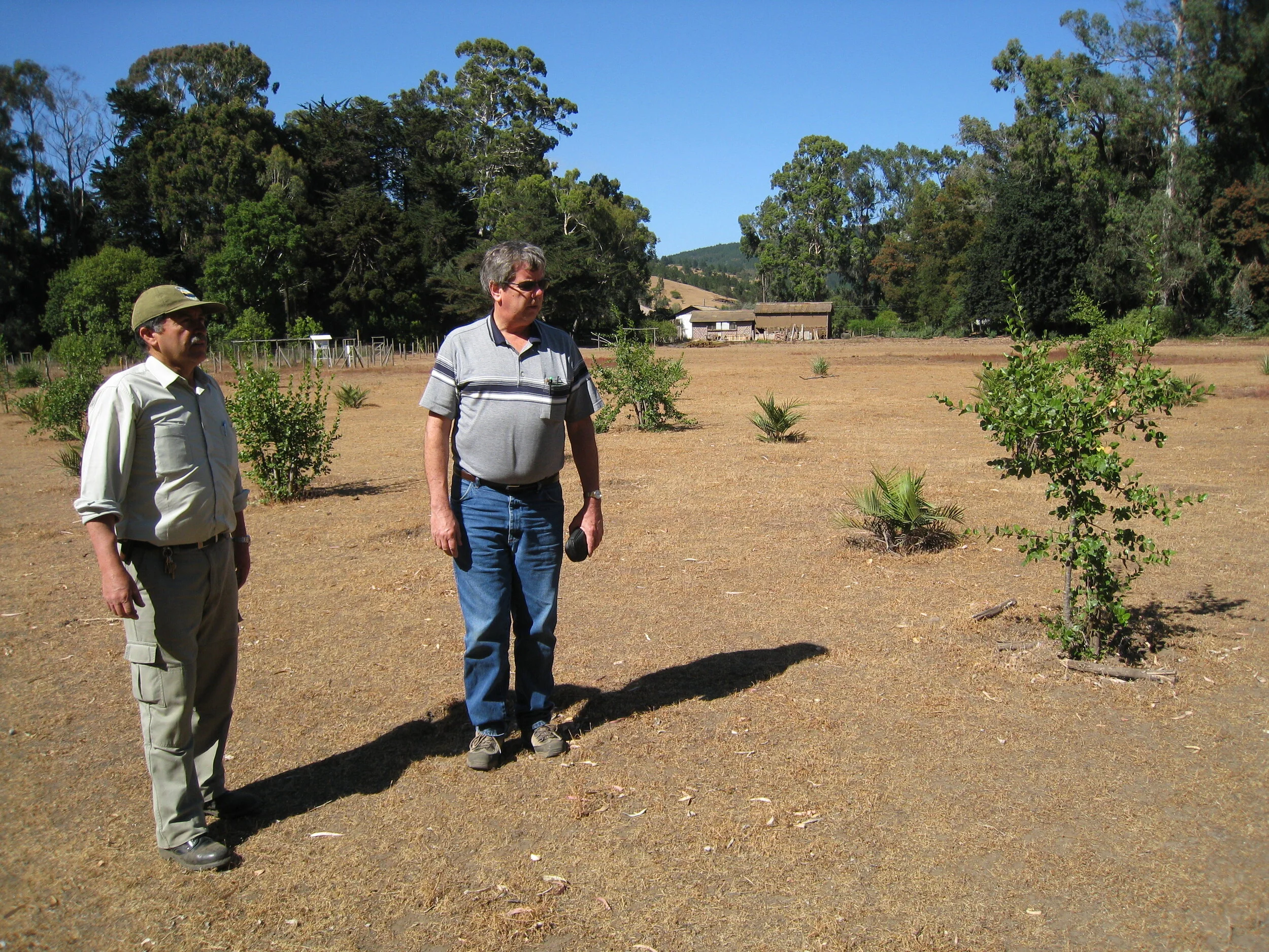  Llico--Old Forest Nursery--Gumercindo Concha Jara and Roger King 