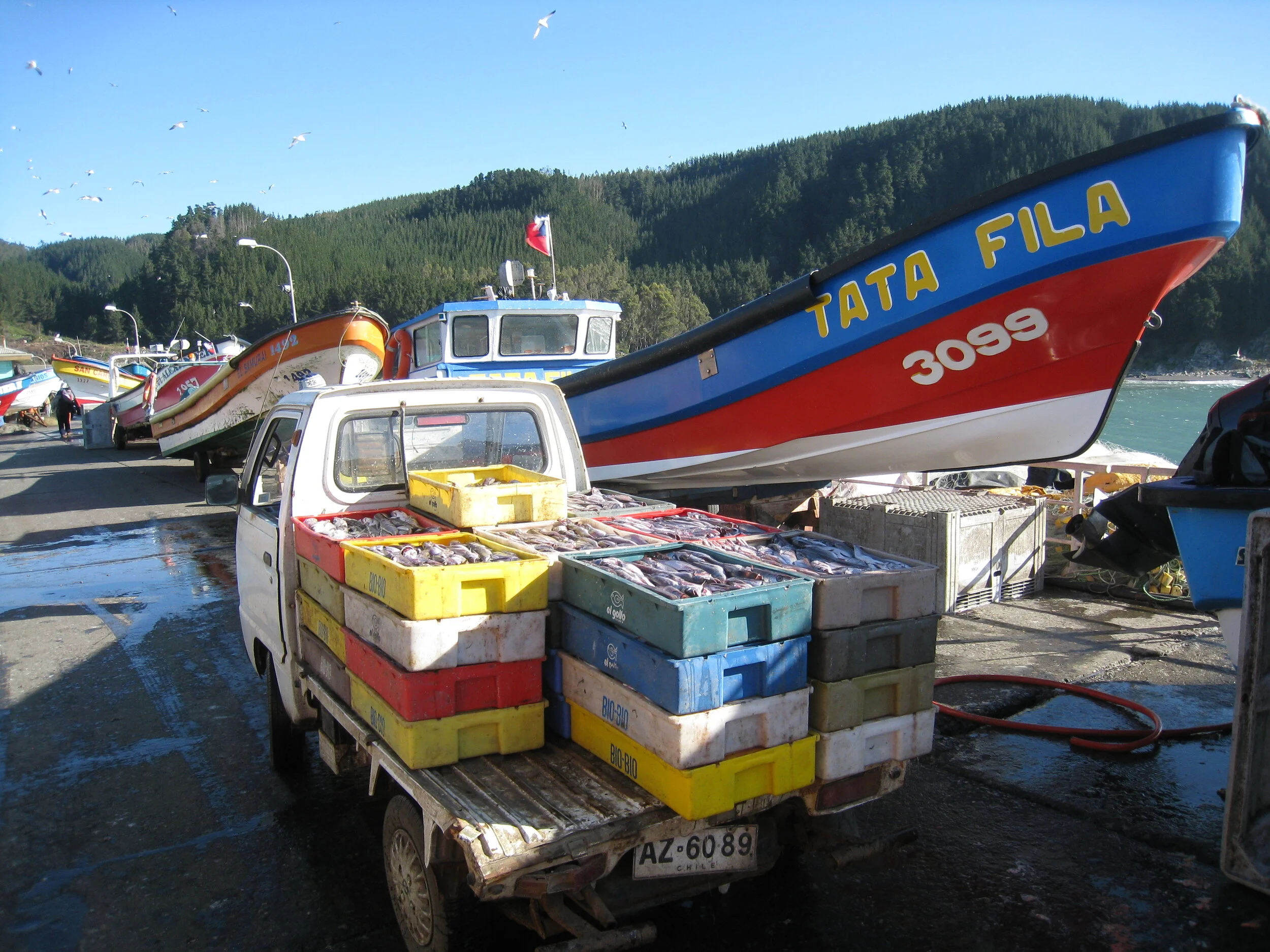  Chile--Constitution--Port--Today's Catch 