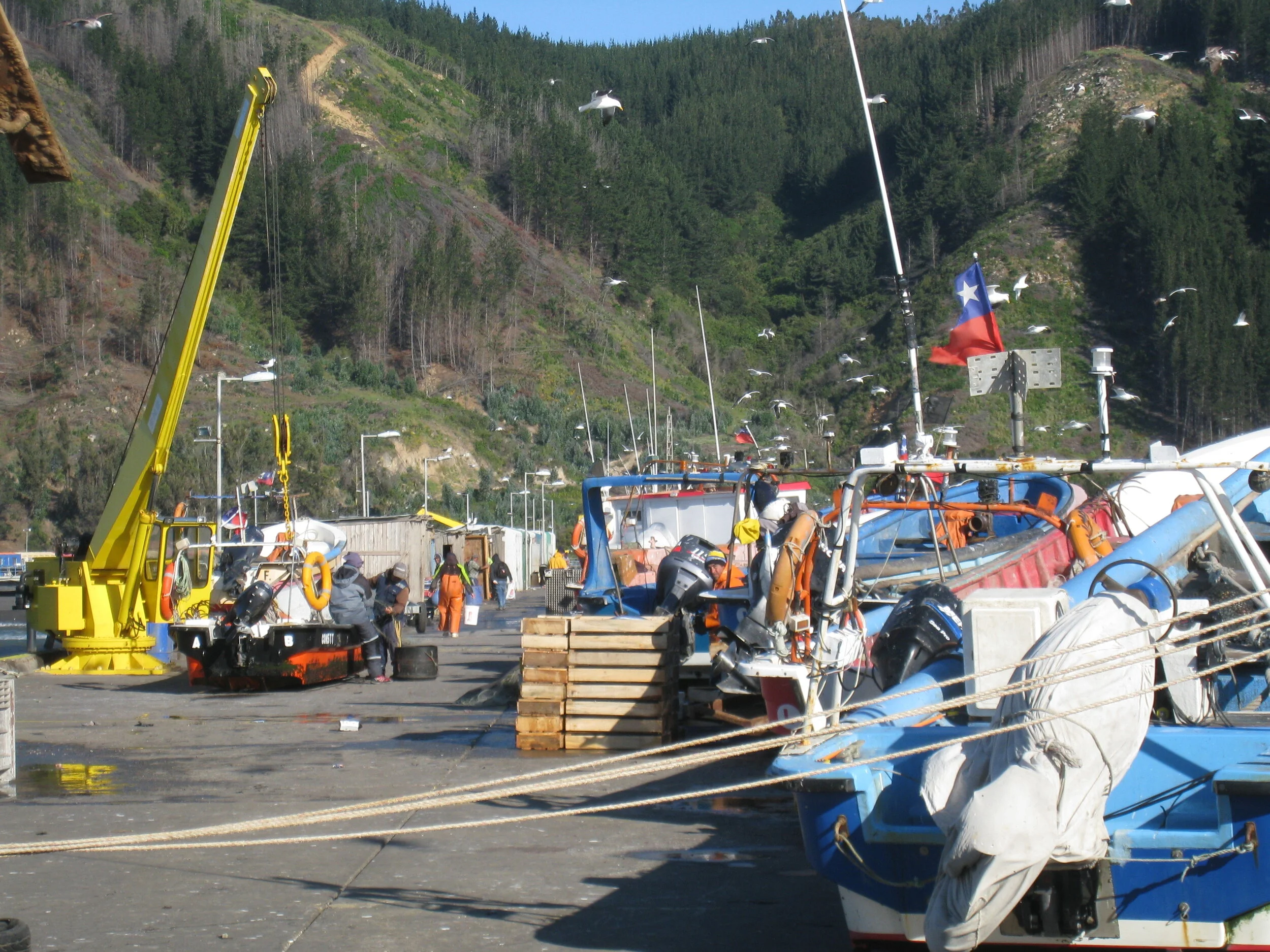  Chile--Constitution--Port--Today's Catch and fisherman 