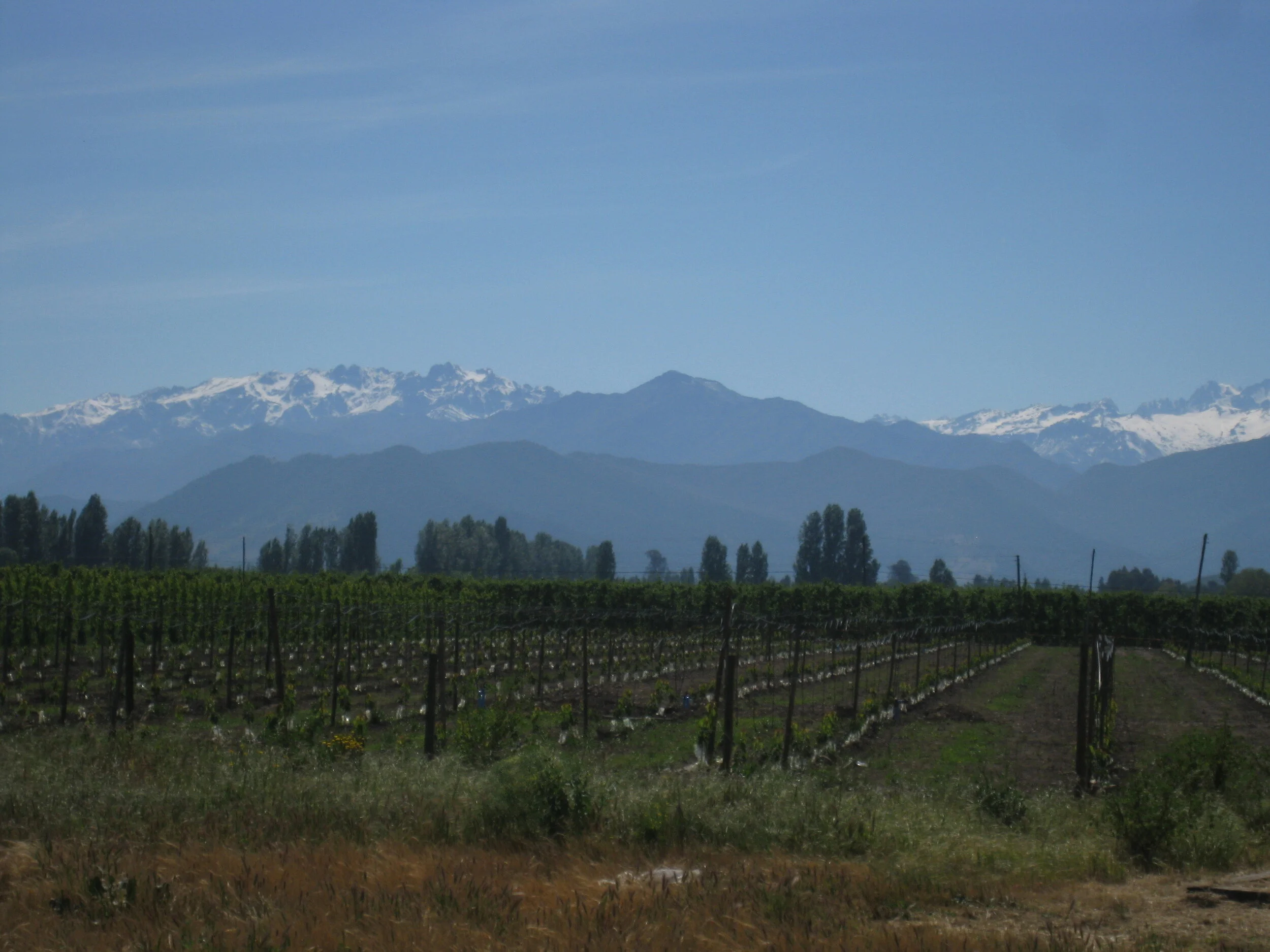  Chile--Curico--Vineyards and the Andes 