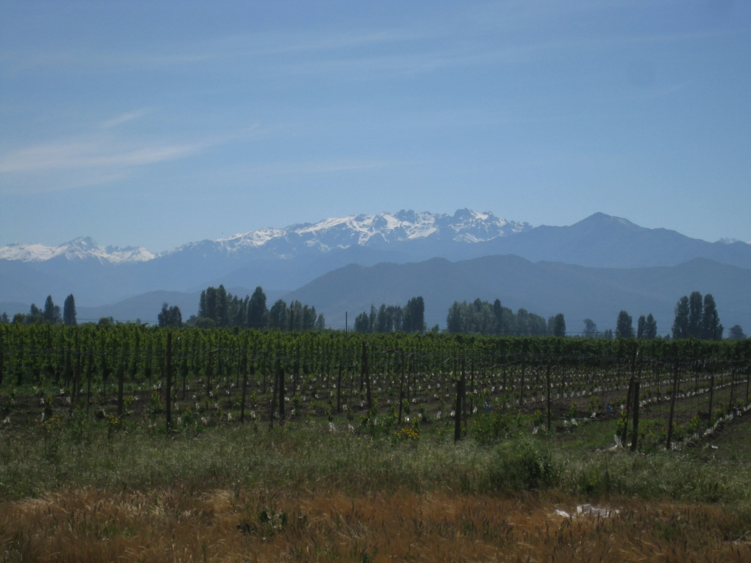  Chile--Curico--Vineyards and the Andes 