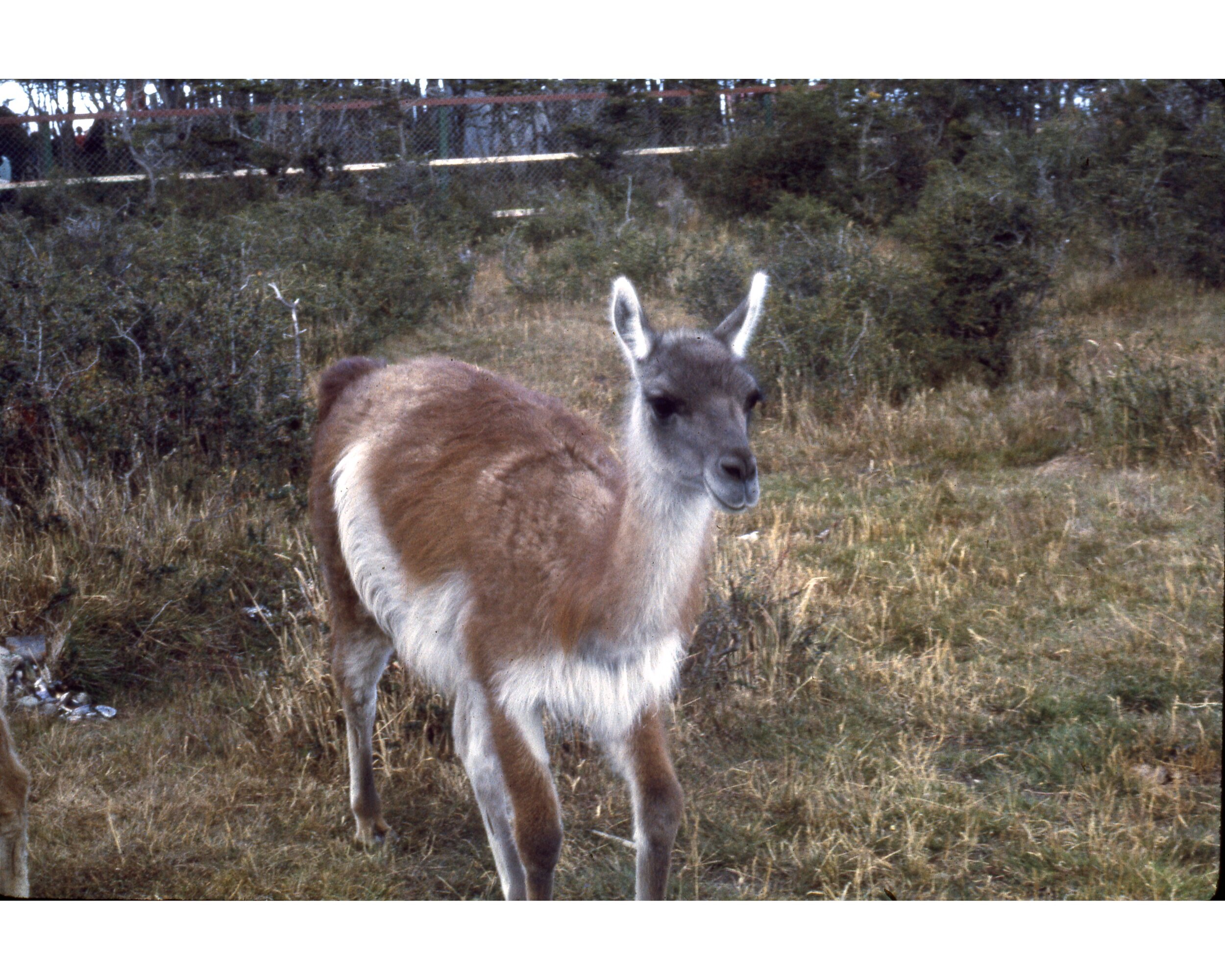  Verano 1968	Punta Arenas--Guanaco 