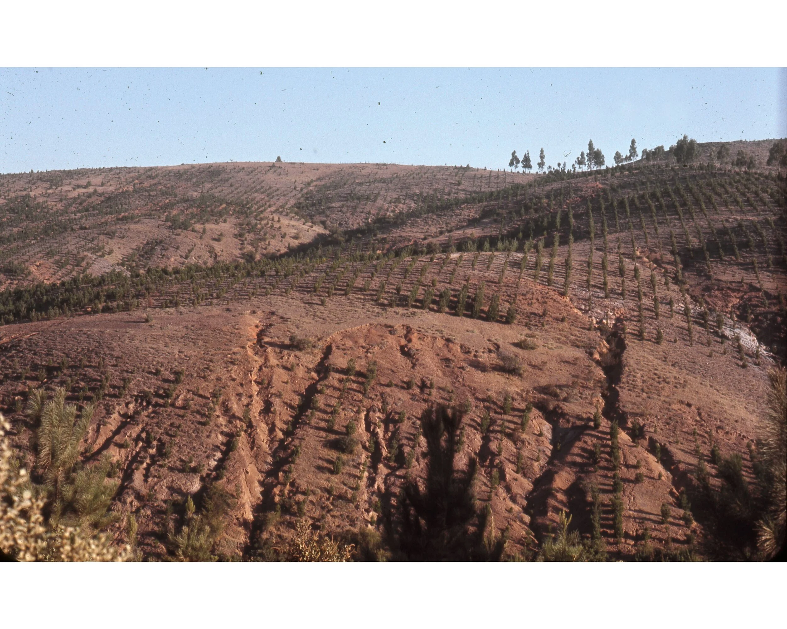  Febrero 1971	Llico (Curico)--Plantacion de Pino Radiata cerca Llico con erosion--Plantado 1968  