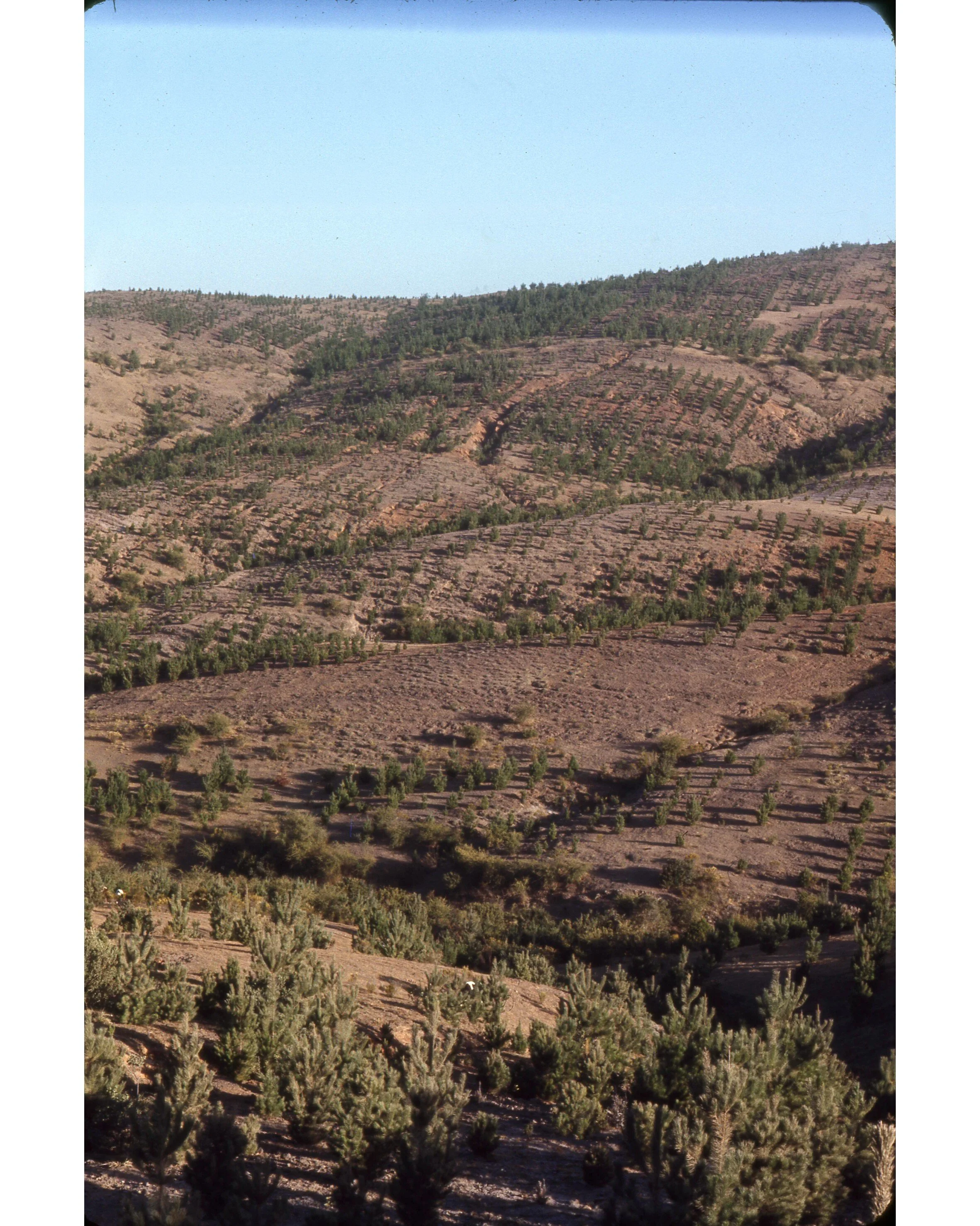  Febrero 1971	Llico (Curico)--Plantacion de Pino Radiata cerca Llico con erosion--Plantado 1968  