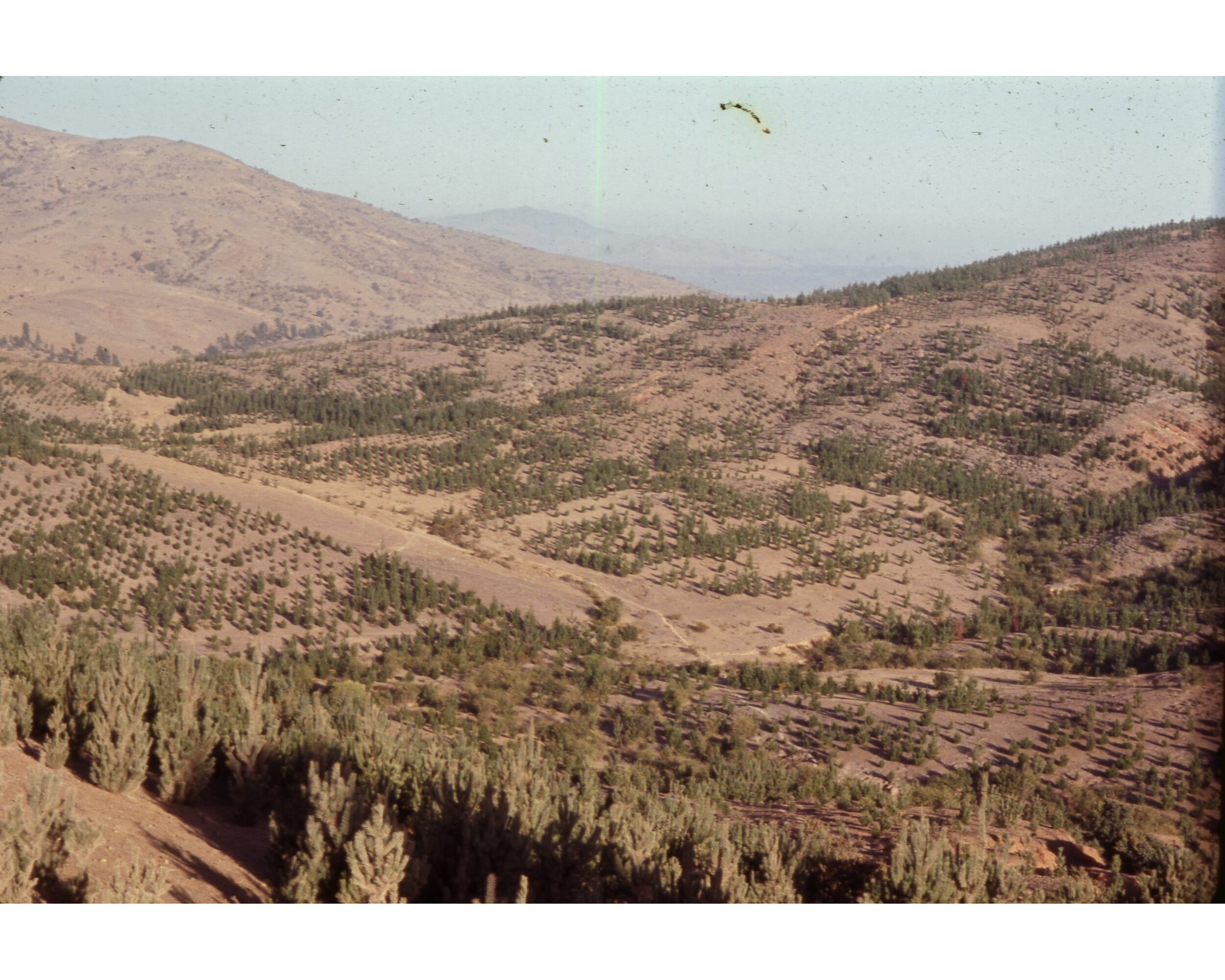  Febrero 1971	Llico (Curico)--Plantacion de Pino Radiata cerca Llico con erosion--Plantado 1968  