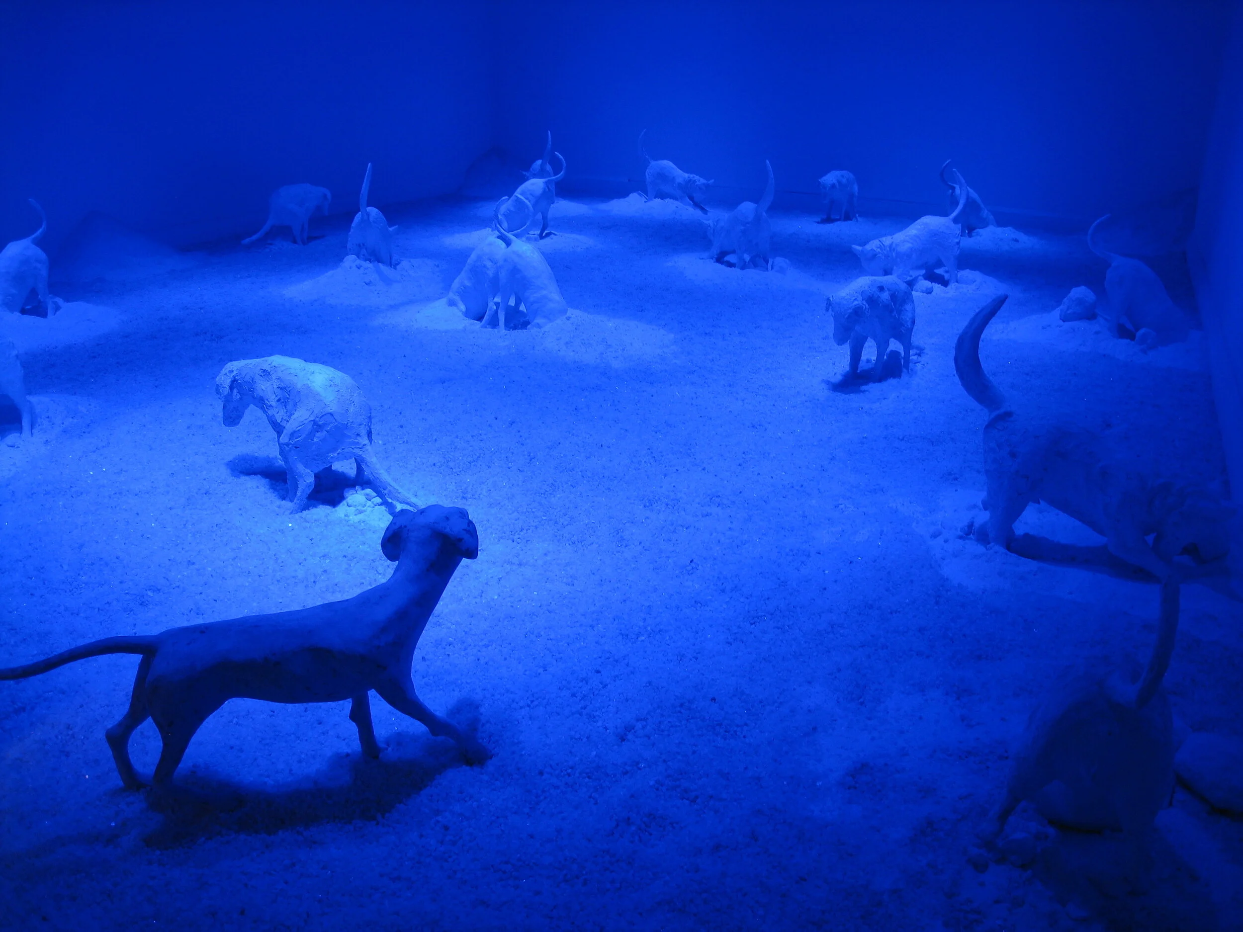  Santiago--Museum of Belles Artes, with dog installation (interior room) 
