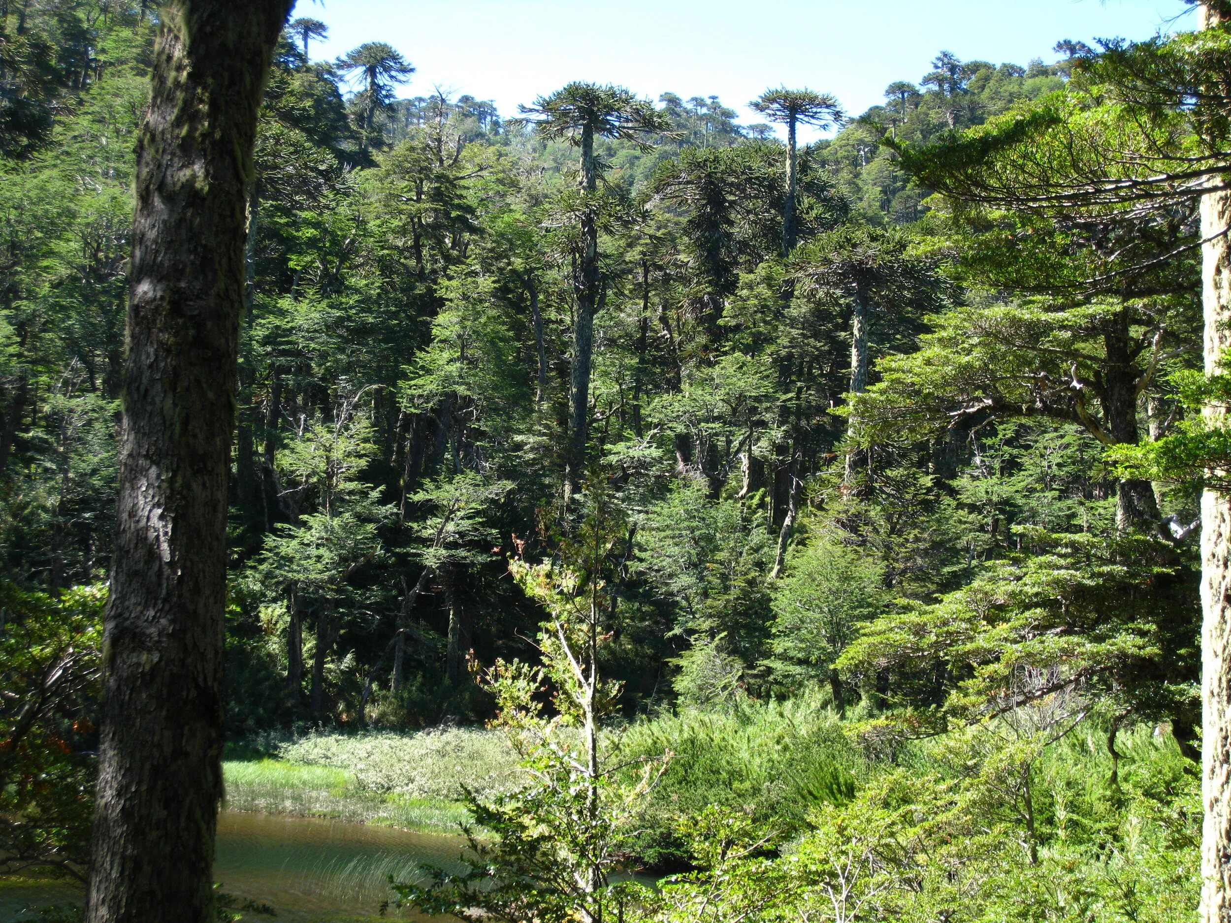  Huerquehue National Park--Araucaria Forest 