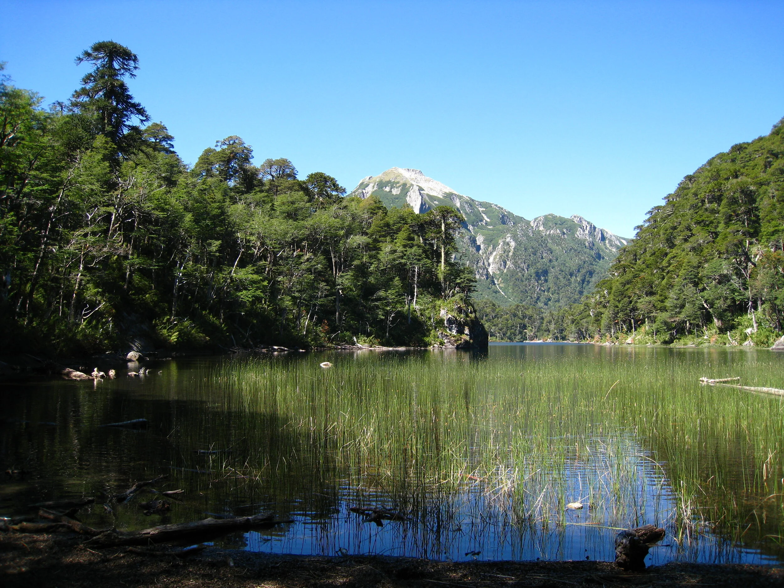  Huerquehue National Park--High lake with Araucaria forest 