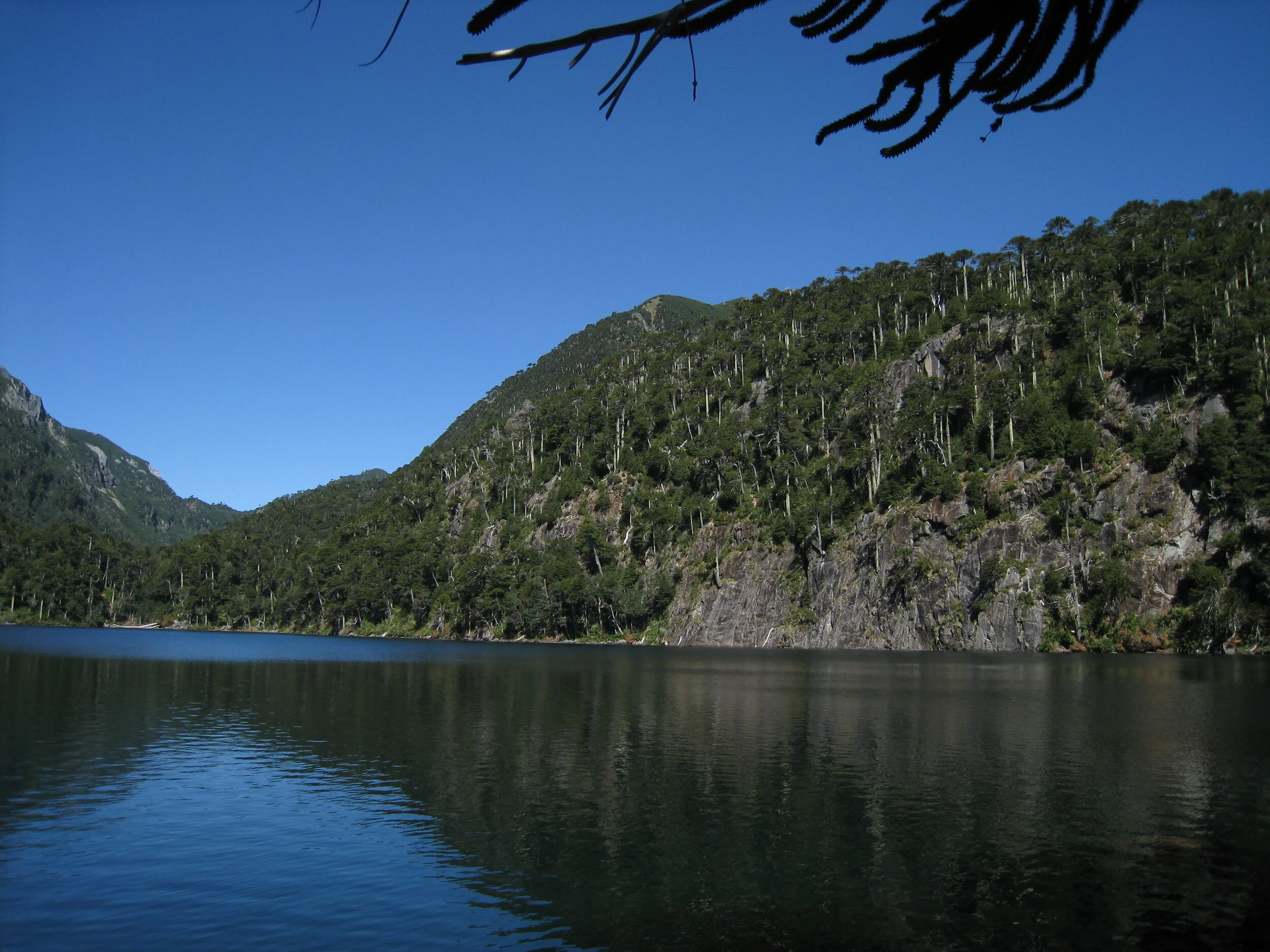  Huerquehue National Park--High lake with Araucaria forest 