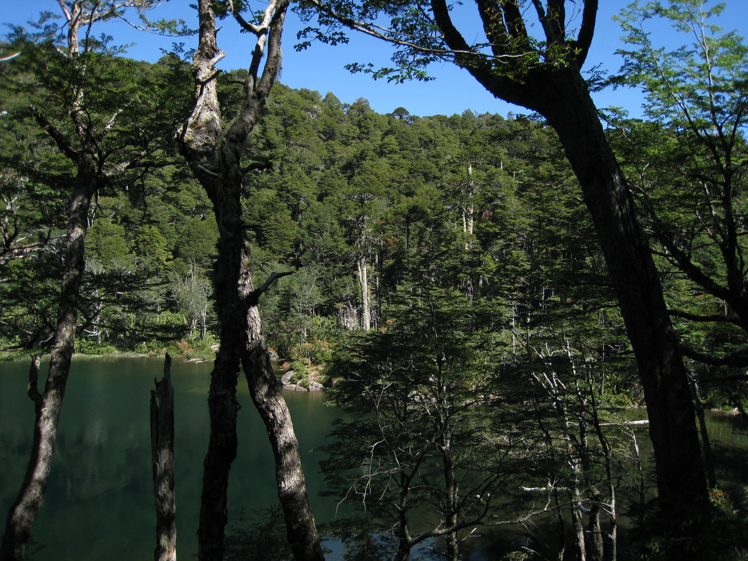  Huerquehue National Park--Araucaria forest on high lake 