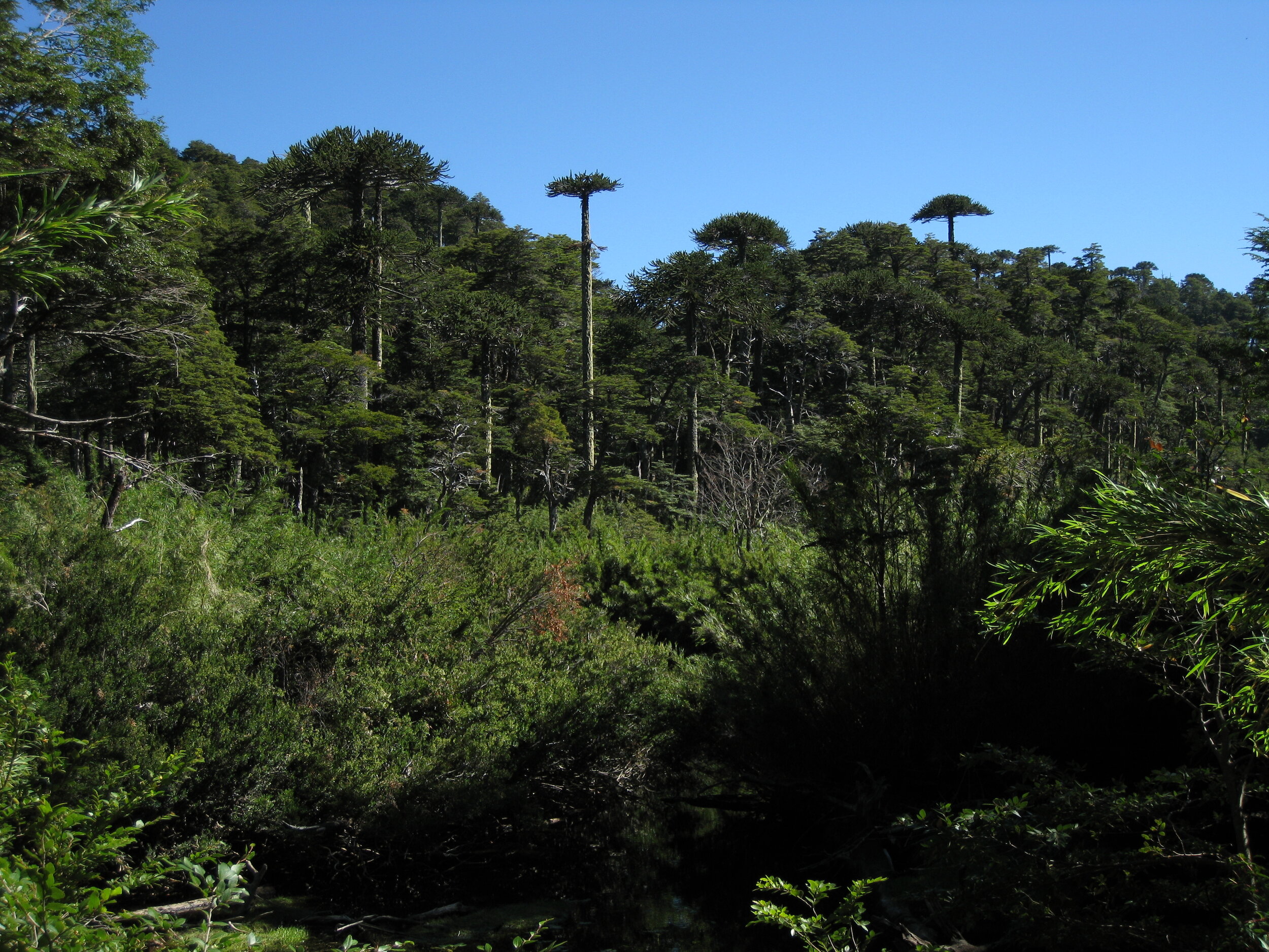  Huequehue National Park--Araucaria forest 