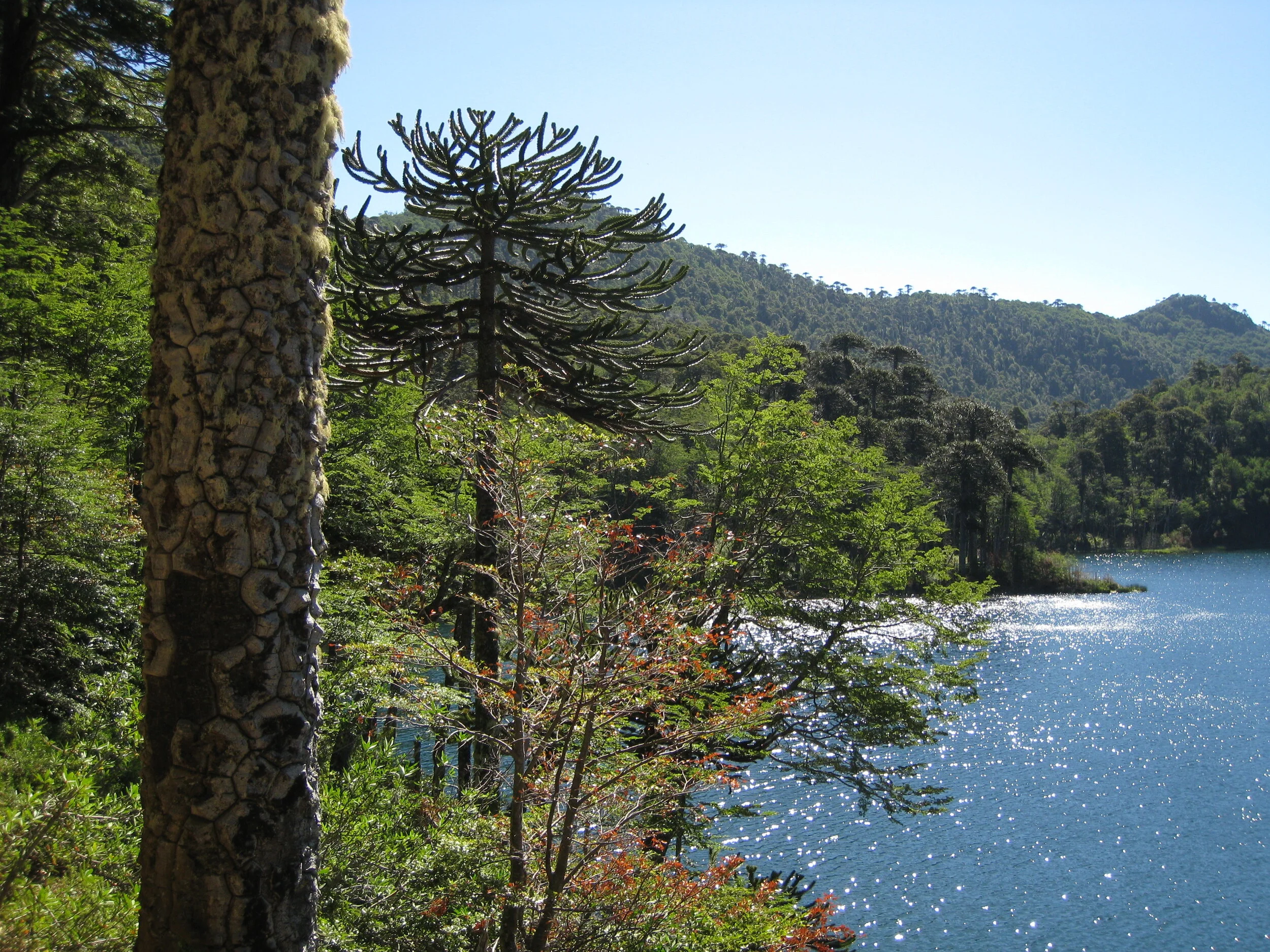  Huequehue National Park--High lake with Araucaria forest and bark specimen of Araucaria tree 