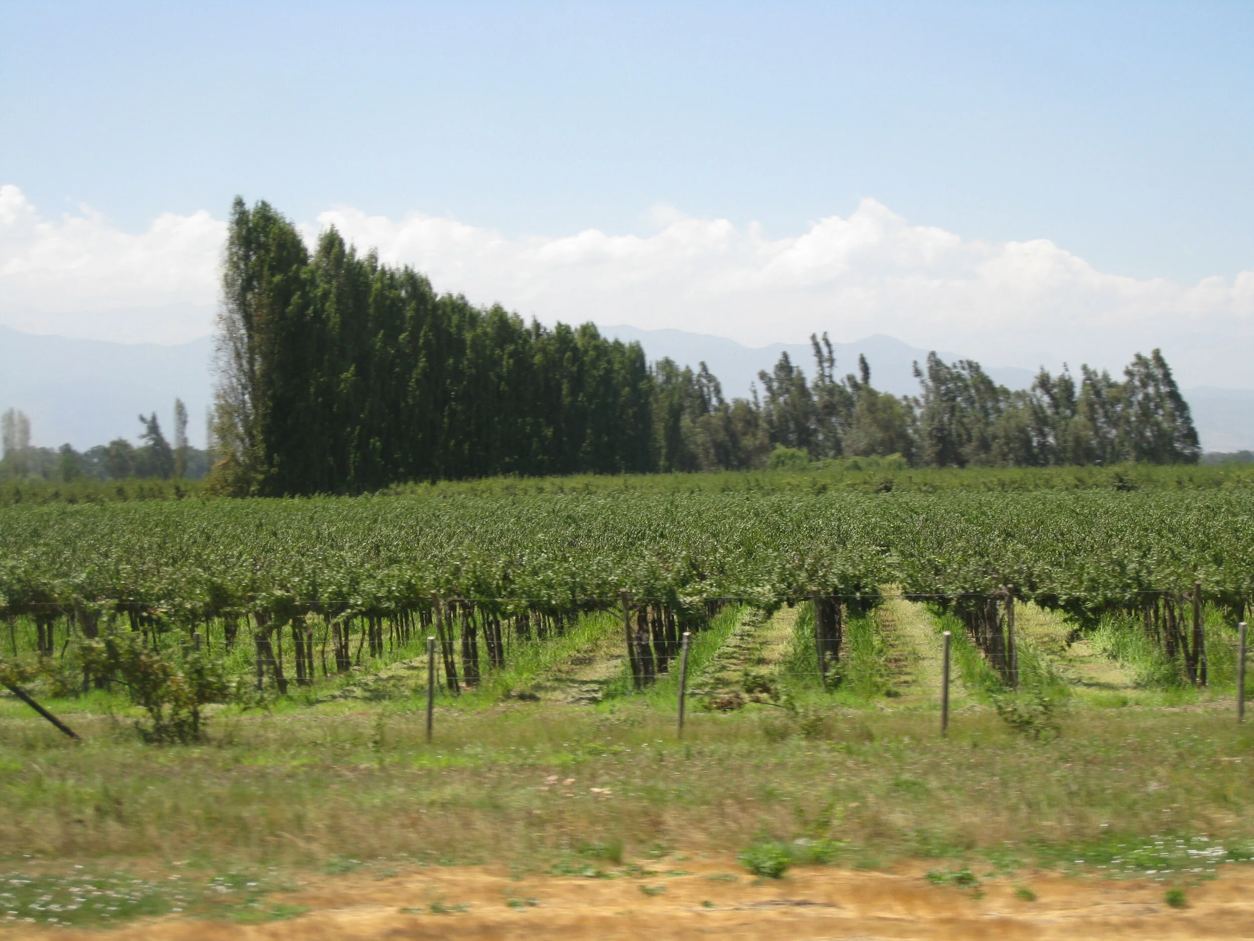  On the road between Curico and Santiago--Vineyards 