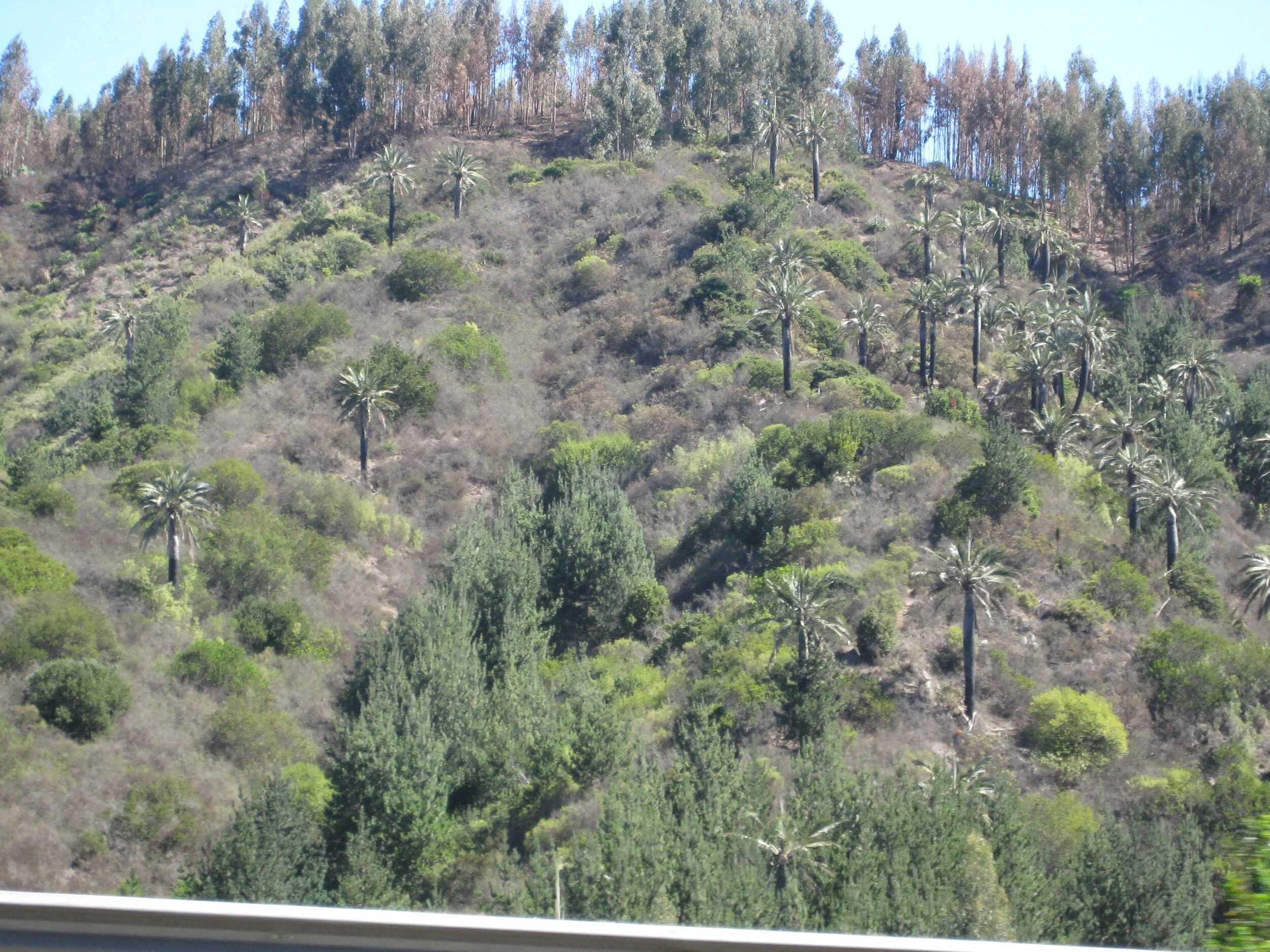  Native Chilean Palms near Valparaiso on a visit with Inge and Guenter Roesch 