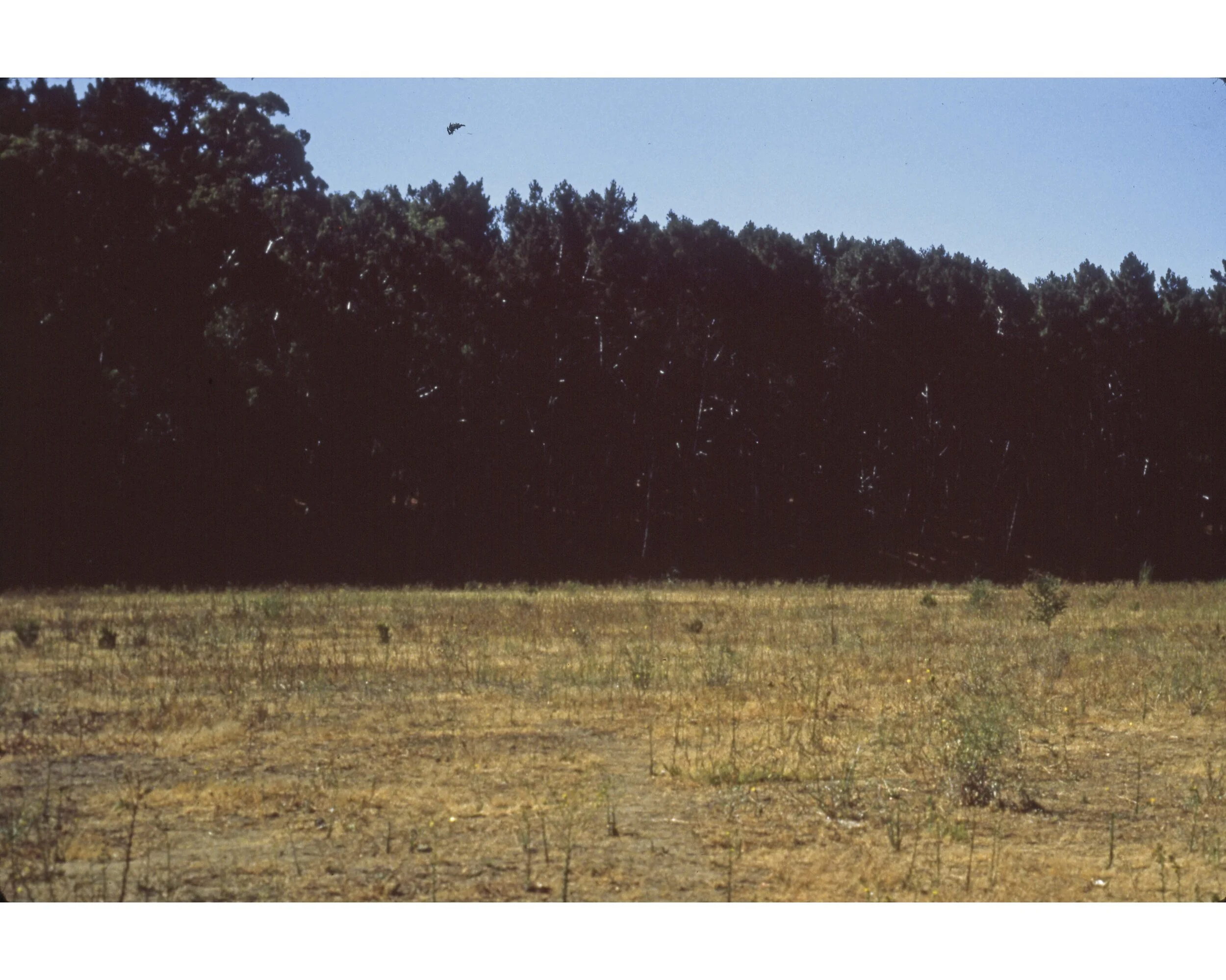  Febrero 1982	Llico (Curico)--Los restos del Vivero Forestal  