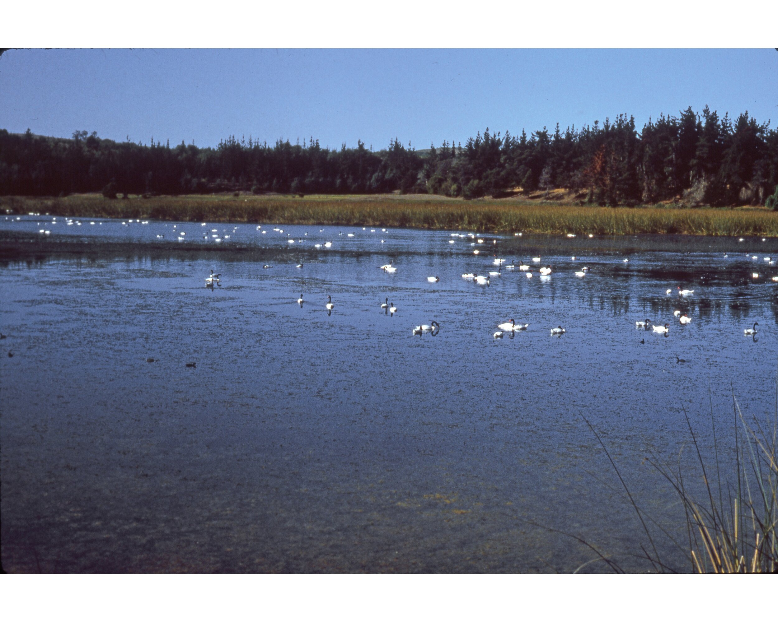  Febrero 1982	Llico (Curico)--Lago Torca con cignes  