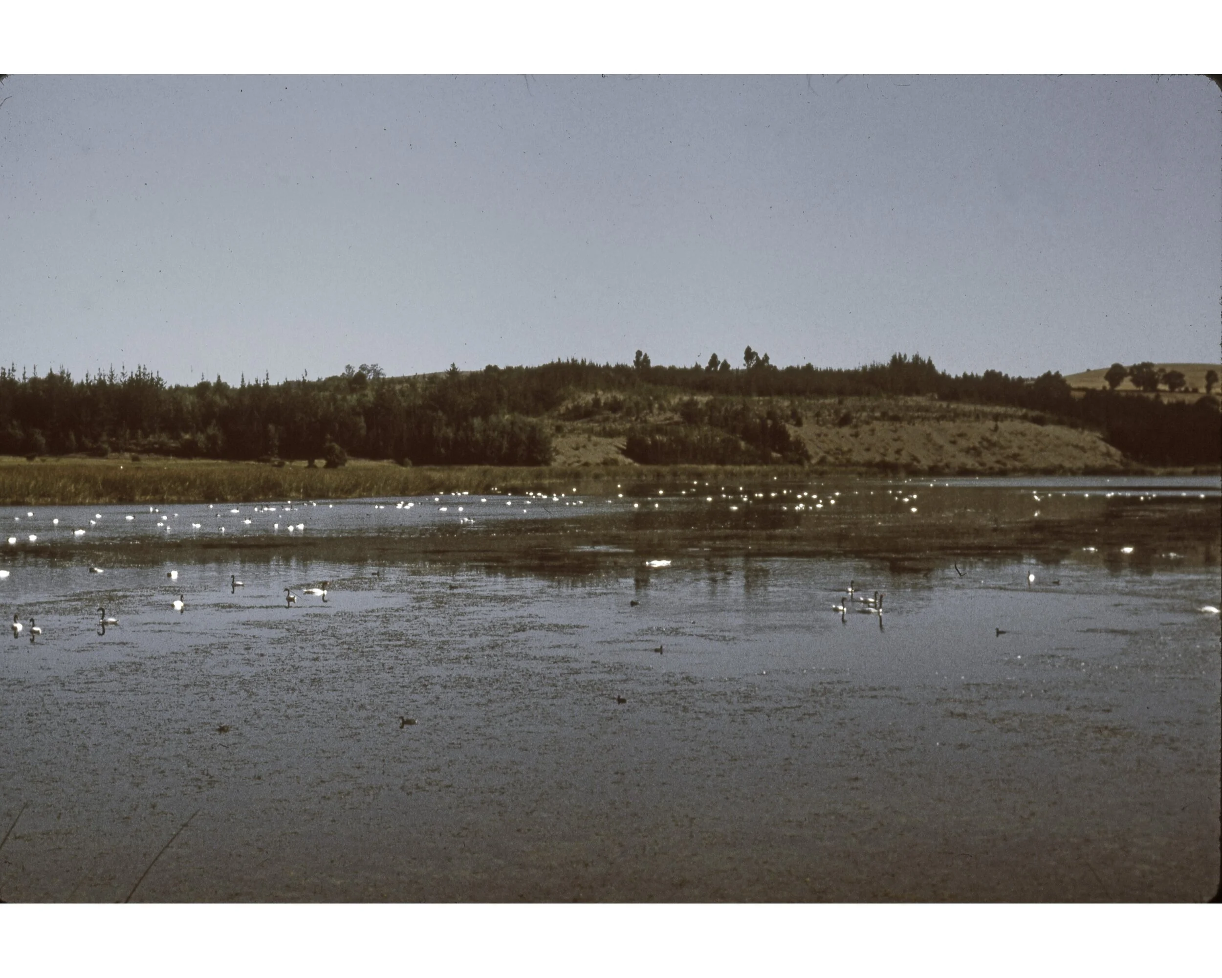  Febrero 1982	Llico (Curico)--Vivero Forestal--Lago Torca con Cisnes 